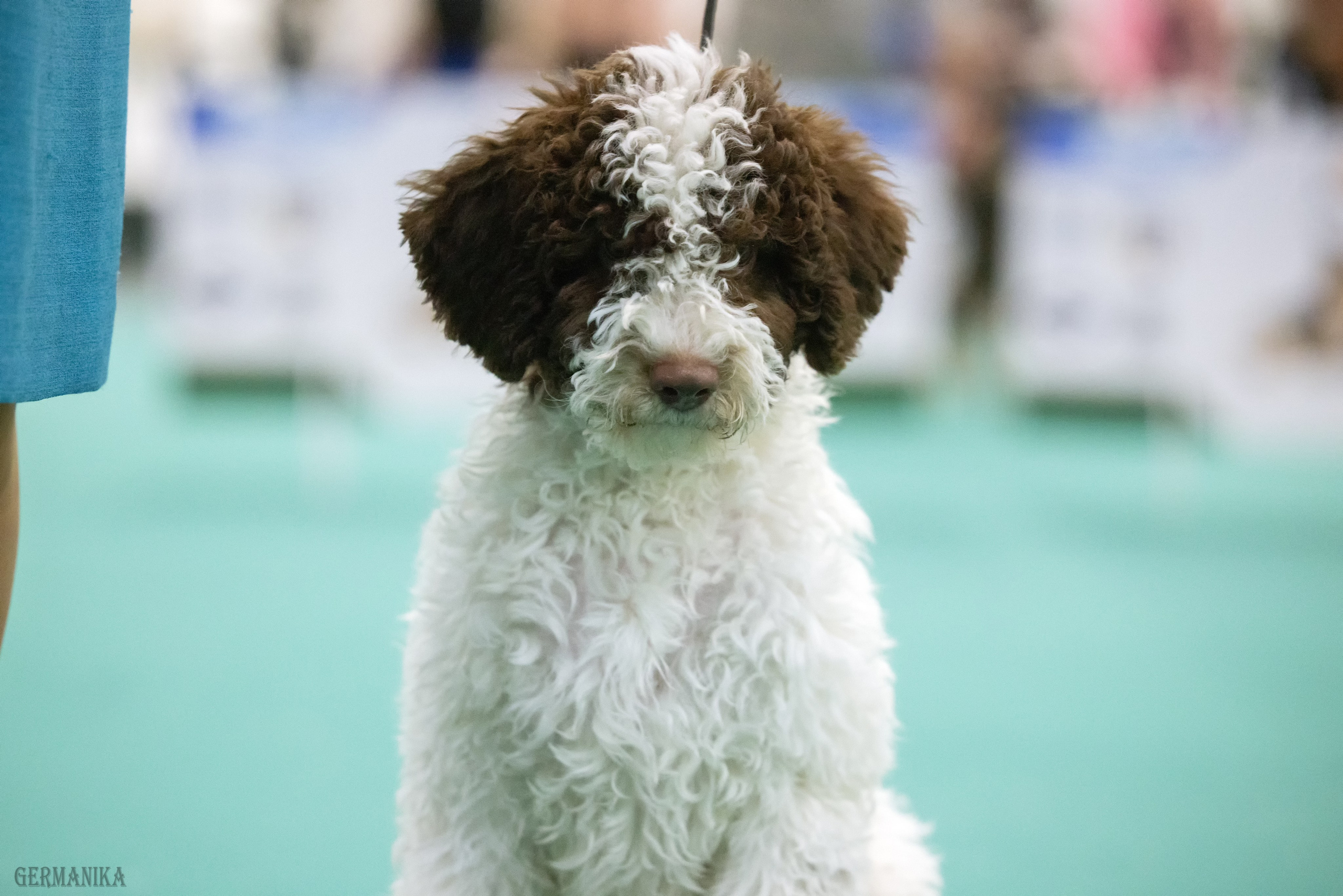 Крокус 10.02,Сфера 11.02.2024. Фотограф-анималист Юлия Германика