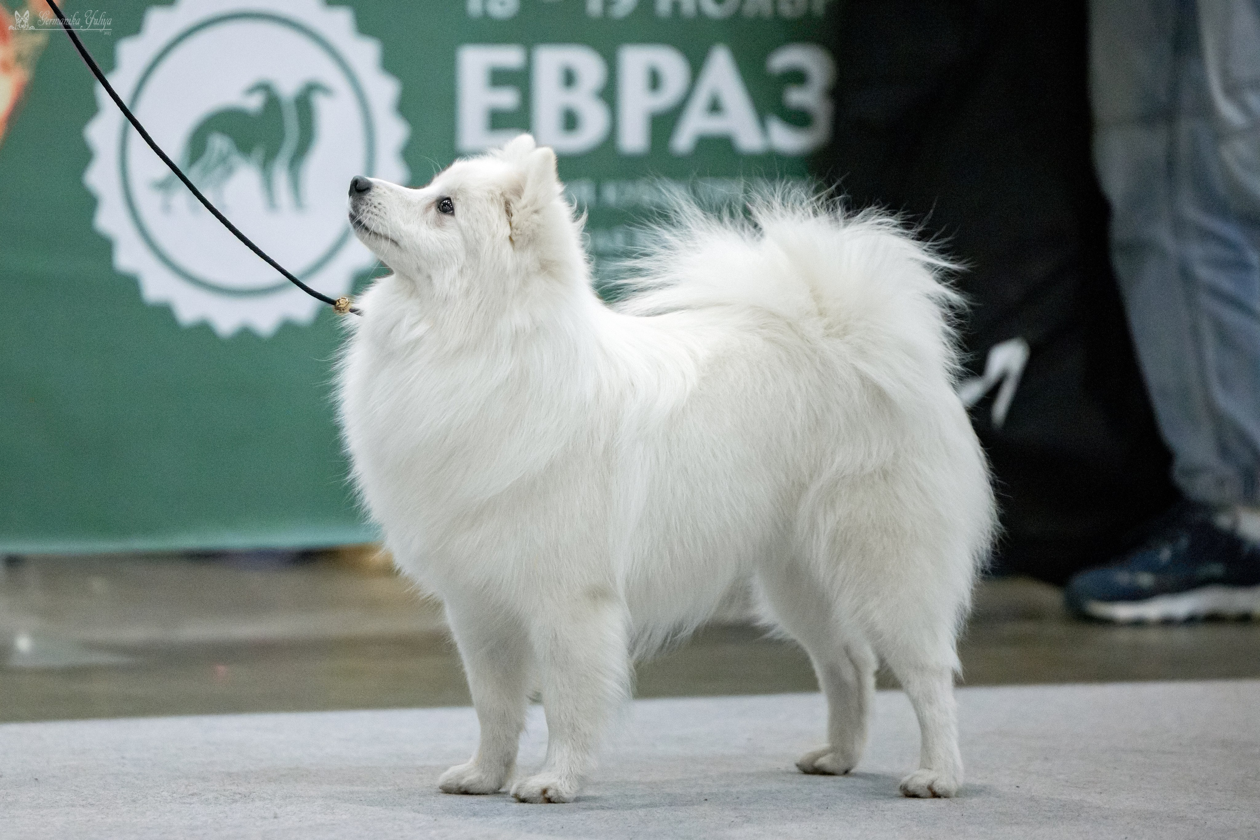 ЕВРАЗИЯ 18-19.11.2023. Фотограф-анималист Юлия Германика