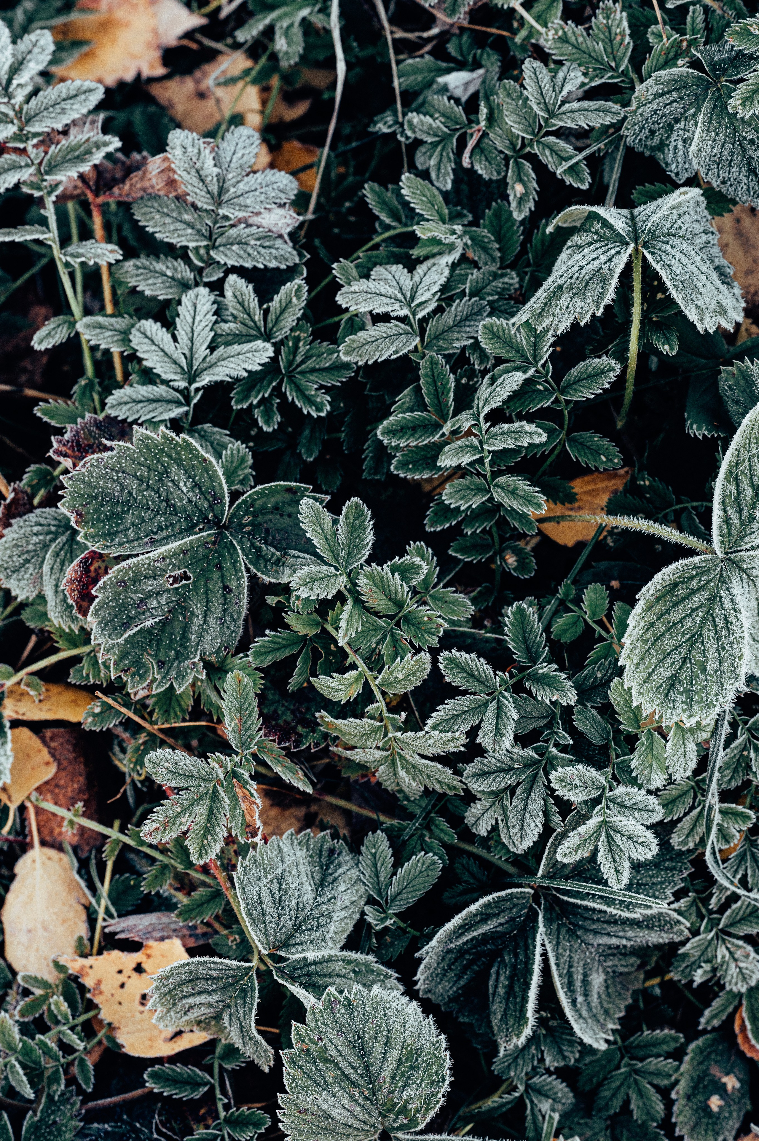 Природа. Максим Егоров, г. Ижевск. Репортажная, предметная съёмка и фуд-фотография