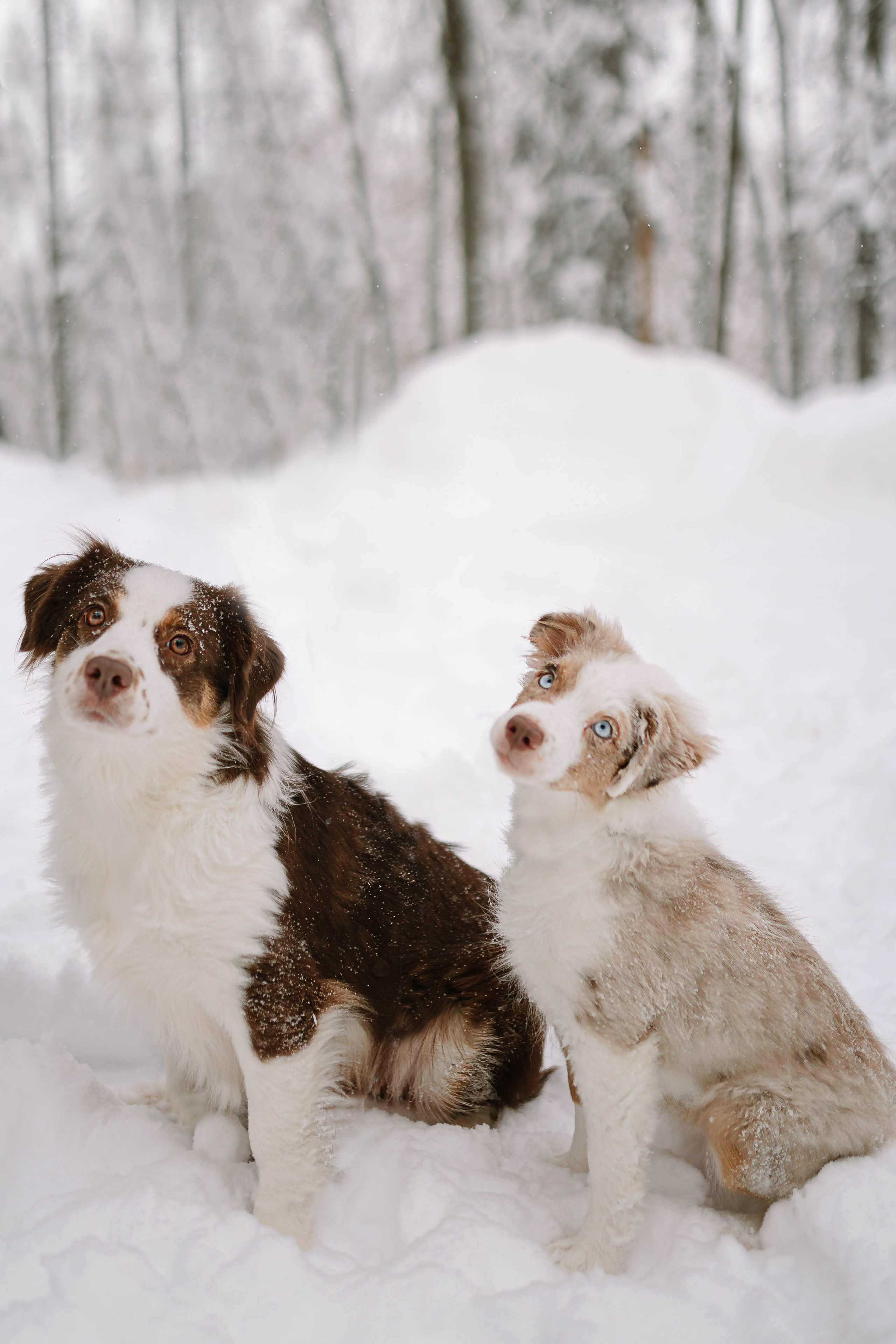 Миниатюрные американские овчарки. Прогулка в парке. Фотограф Александра Кузнецова