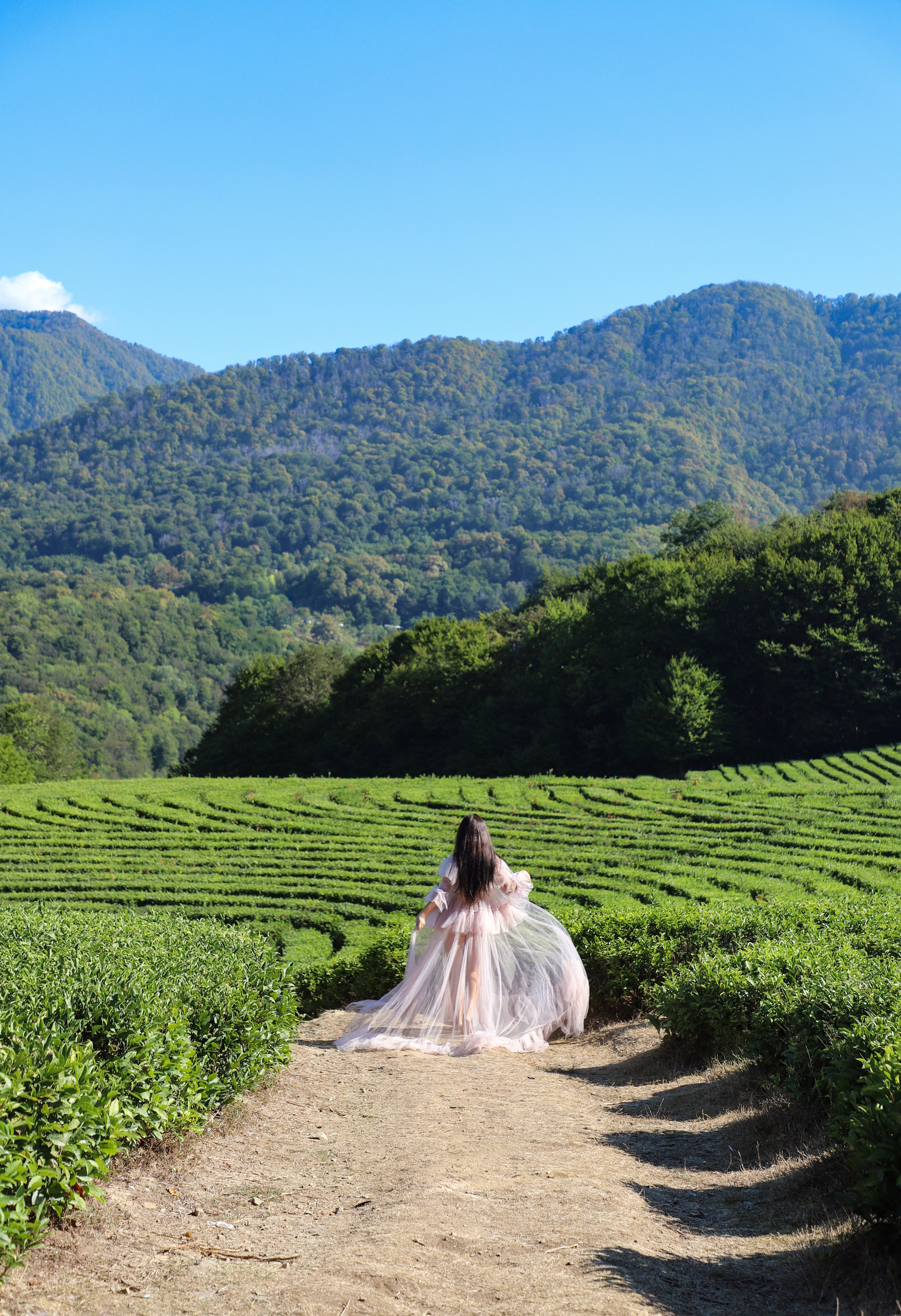 Беремняшка Мацеста чайные плантации 27.08. Главная
