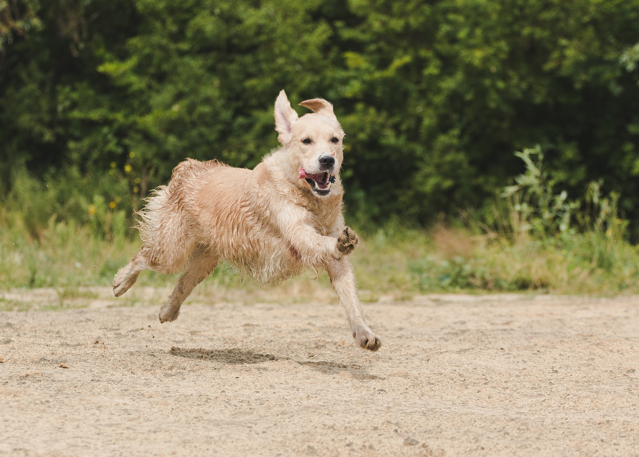 Тея. Питомник Грааль Гардарика