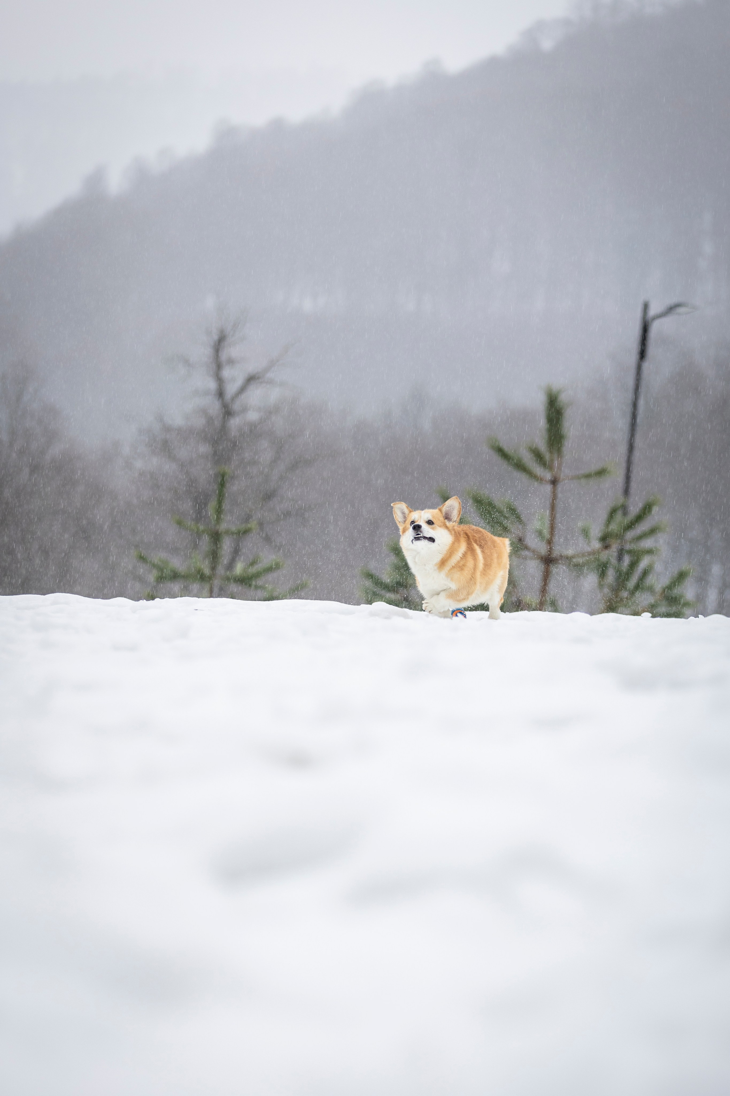 Гай, Корги-Пемброк. Ирина Голомб|Фотограф-анималист в  Сочи и Калининграде