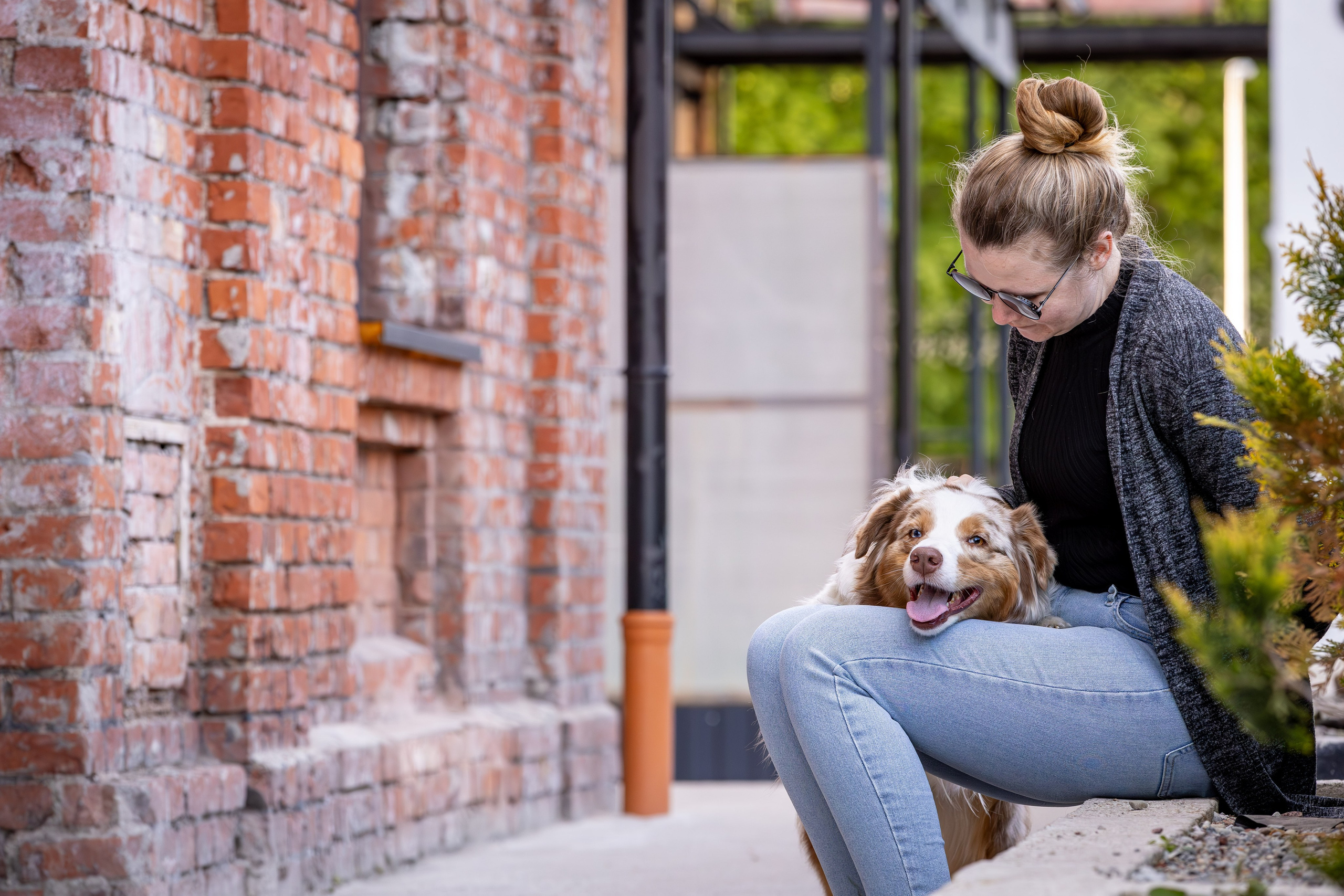 Полли, Австралийская Овчарка. Ирина Голомб|Фотограф-анималист в  Сочи и Калининграде