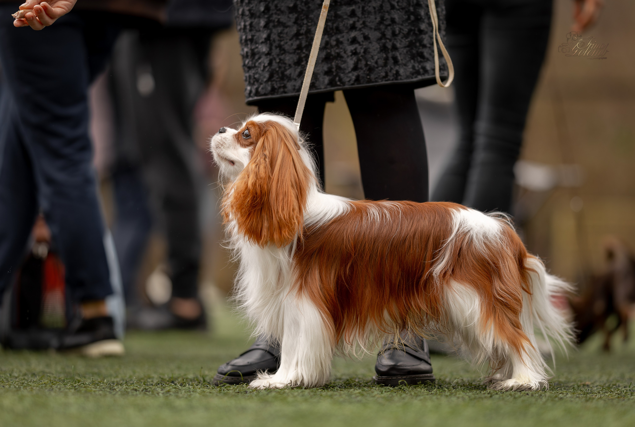Выставка 17.12.23. Ирина Голомб|Фотограф-анималист в  Сочи и Калининграде