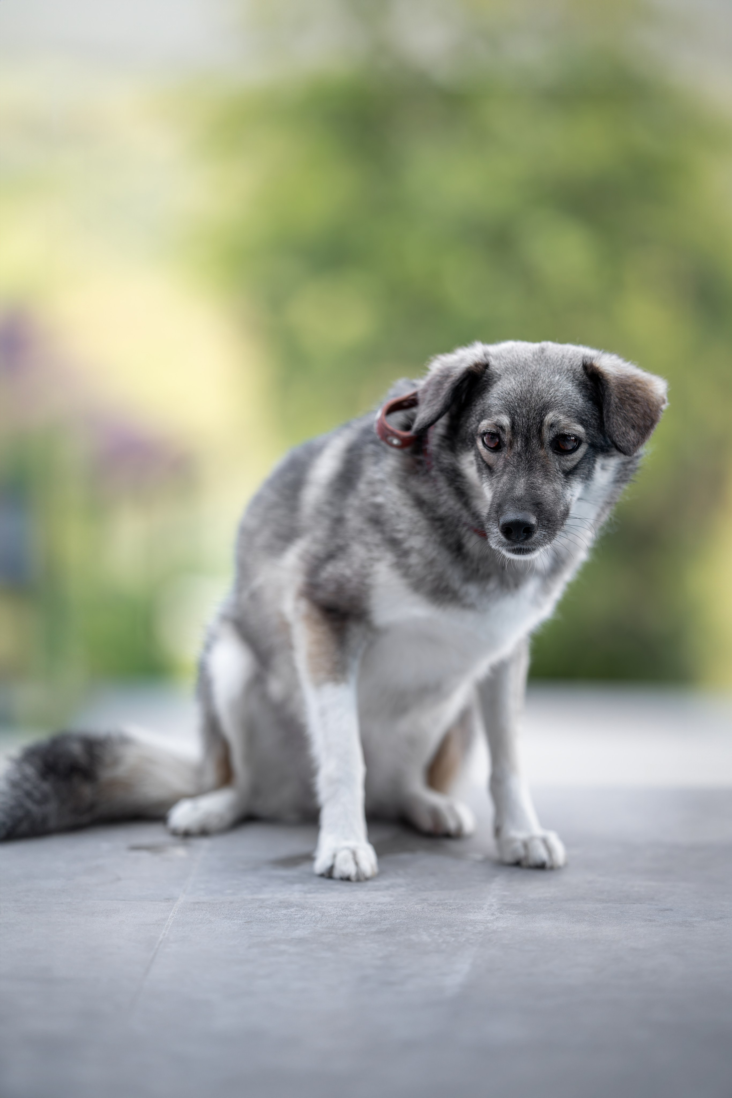 Мини-приют «Возрождение». Ирина Голомб|Фотограф-анималист в  Сочи и Калининграде