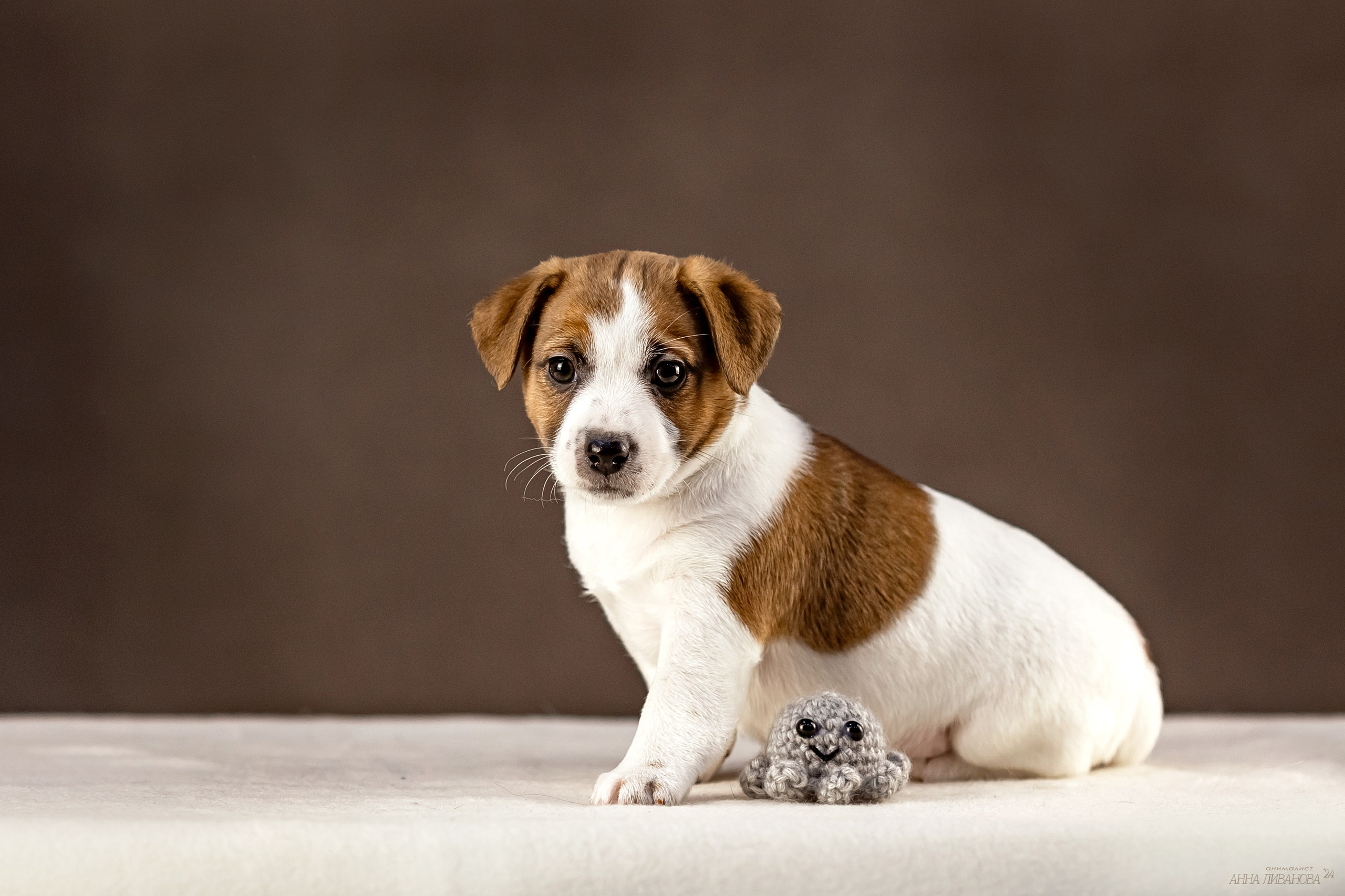 Джек расселы. Фотограф анималист Аня Ливанова | Рыбинск