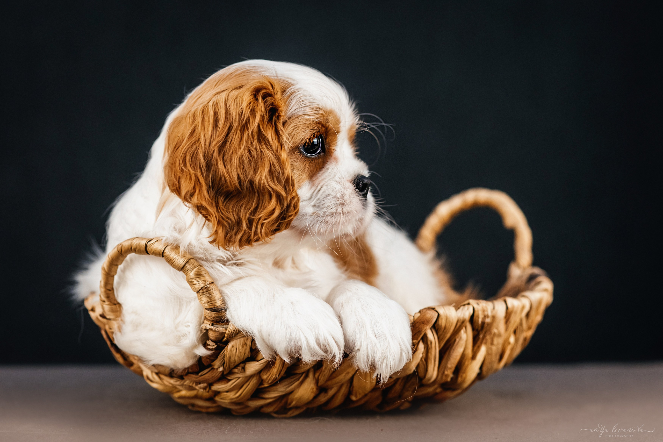 Кавалерчики. Фотограф анималист Аня Ливанова | Рыбинск