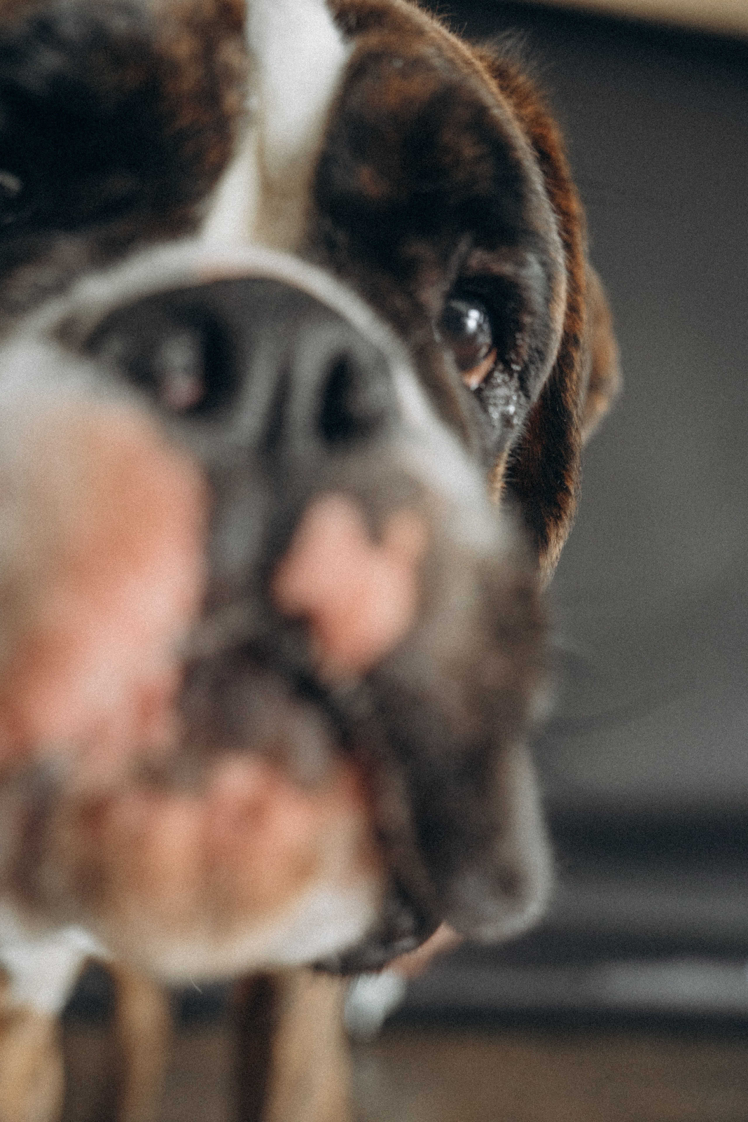 Анна, Максим и Марсель. Фотограф анималист в Москве и Санкт-Петербурге Свиридова Анна