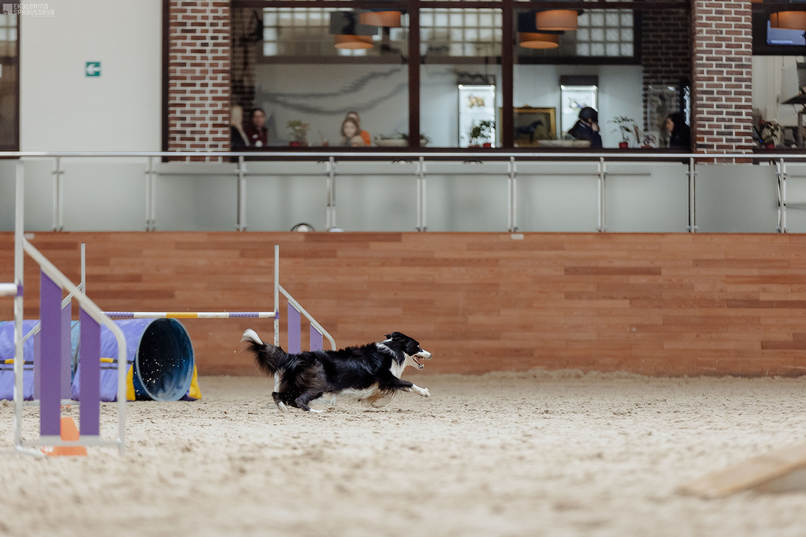 ЧРКФ Аджилити в Максима. Фотограф Анималист Екатерина Справцева в Нижнем Новгороде