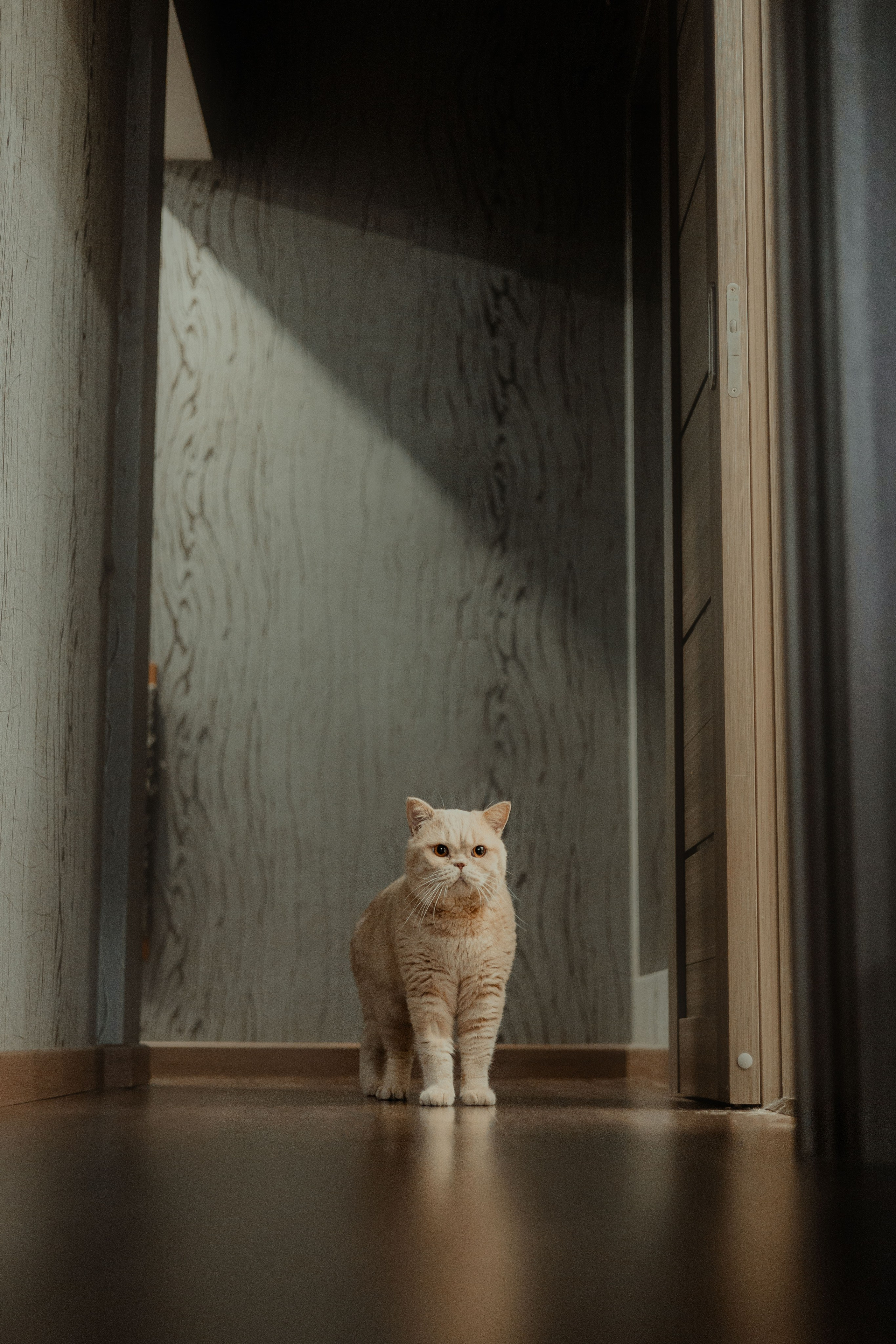 Иксик, Маффин и Надя. Фотограф Анималист Екатерина Справцева в Нижнем Новгороде