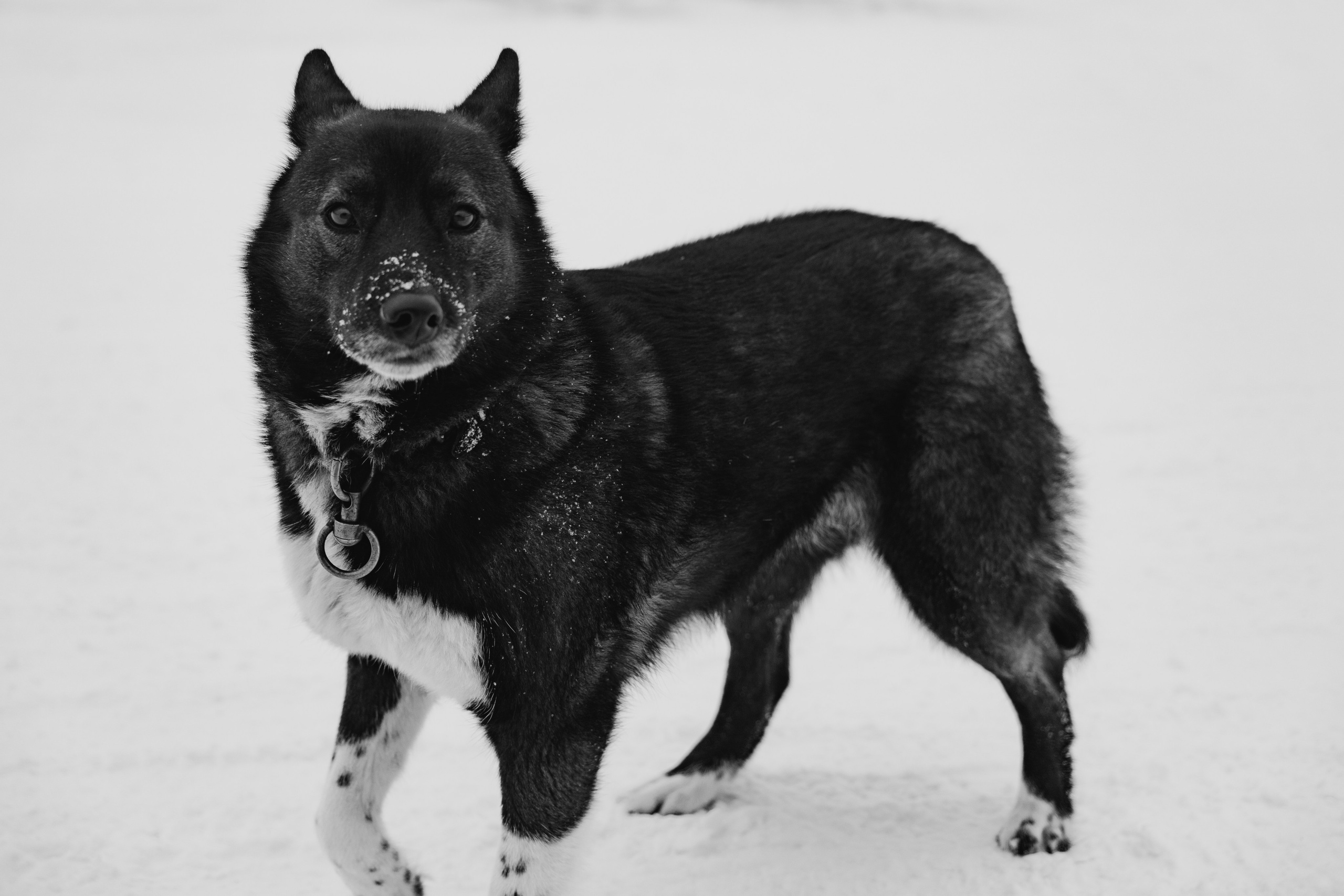 Собаки. Фотограф Александр Тихонов