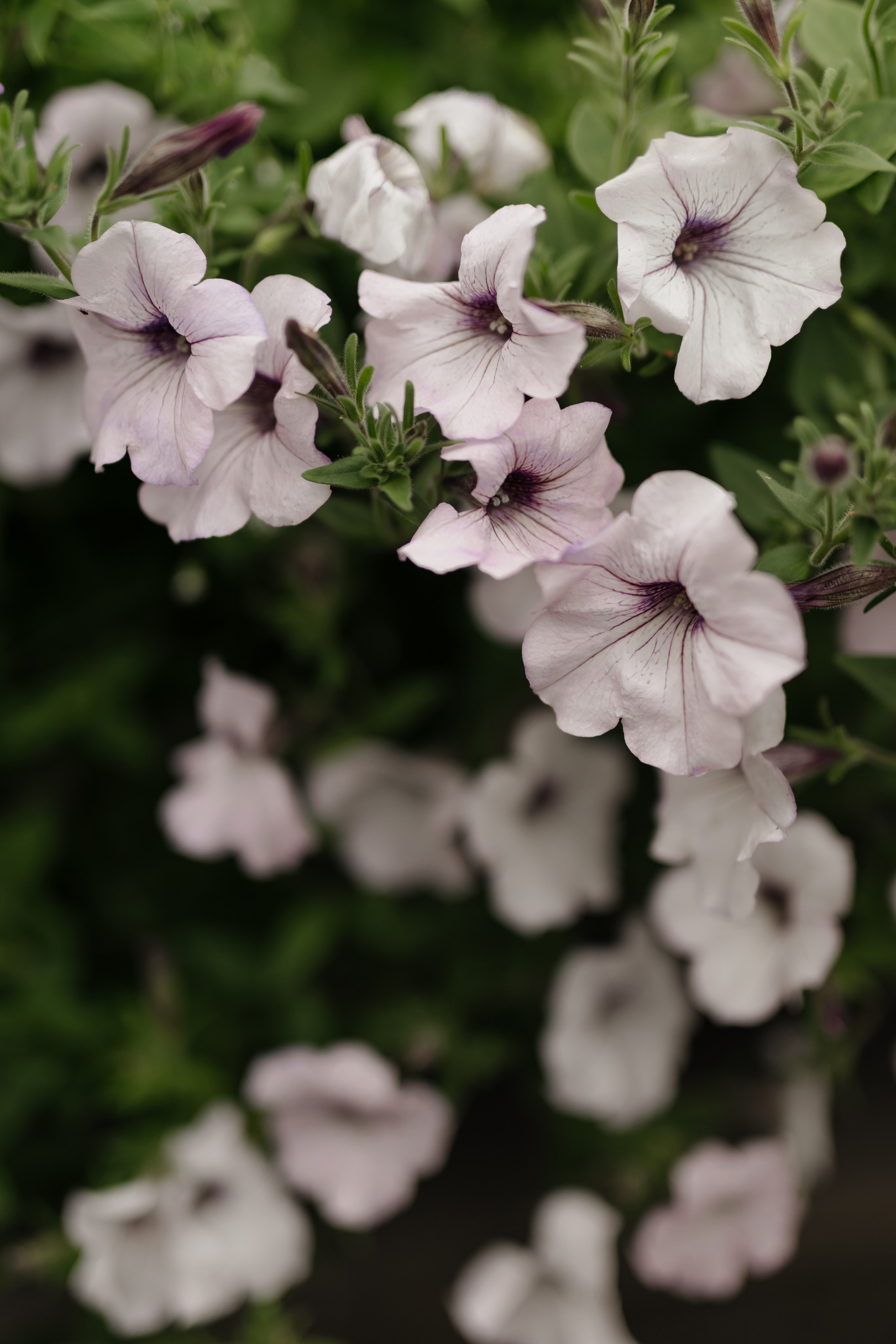 Свадьба Максима и Анны. Фотограф Кольчугино/Владимир/Москва Елизавета Иода