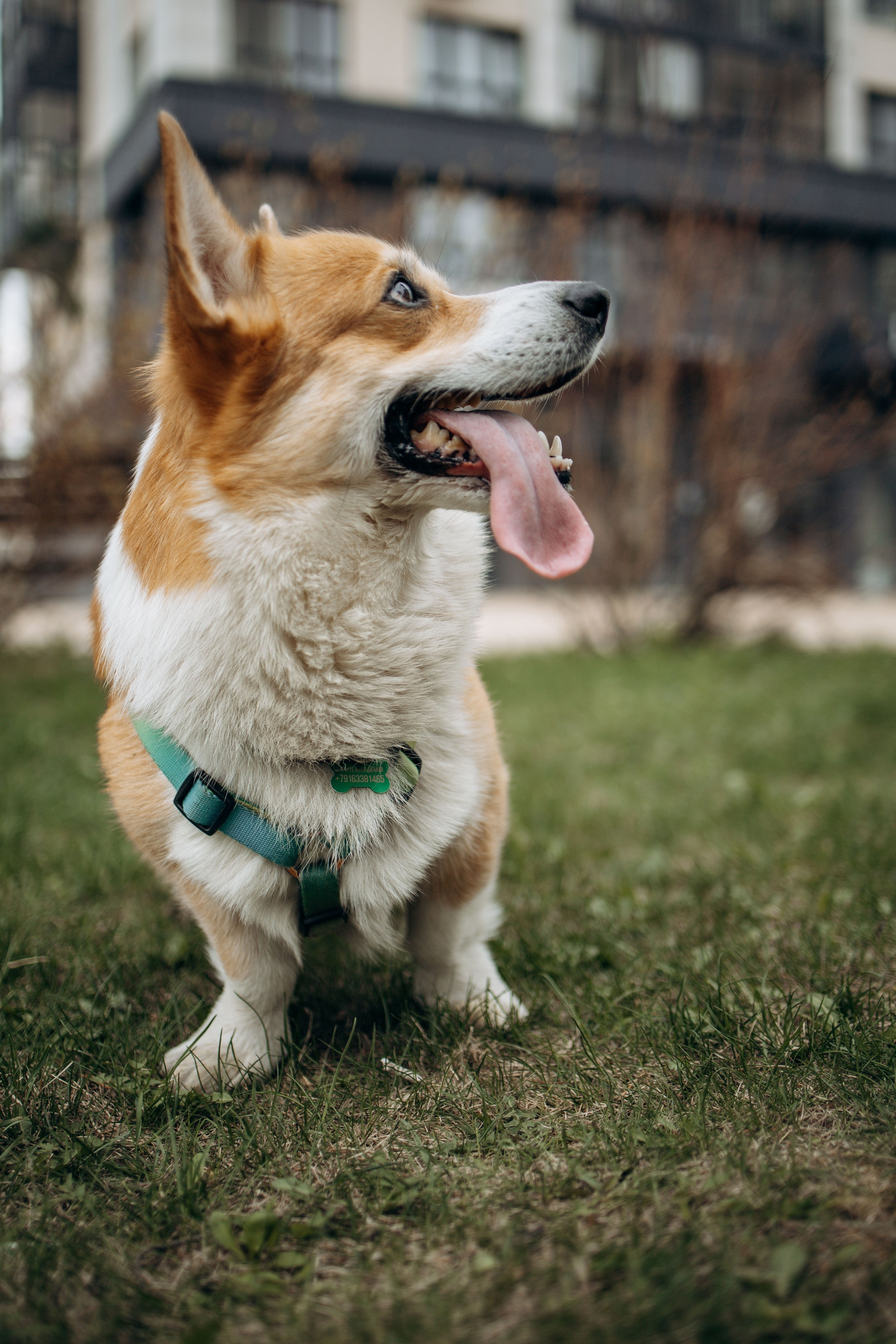 Екатерина и Альфи