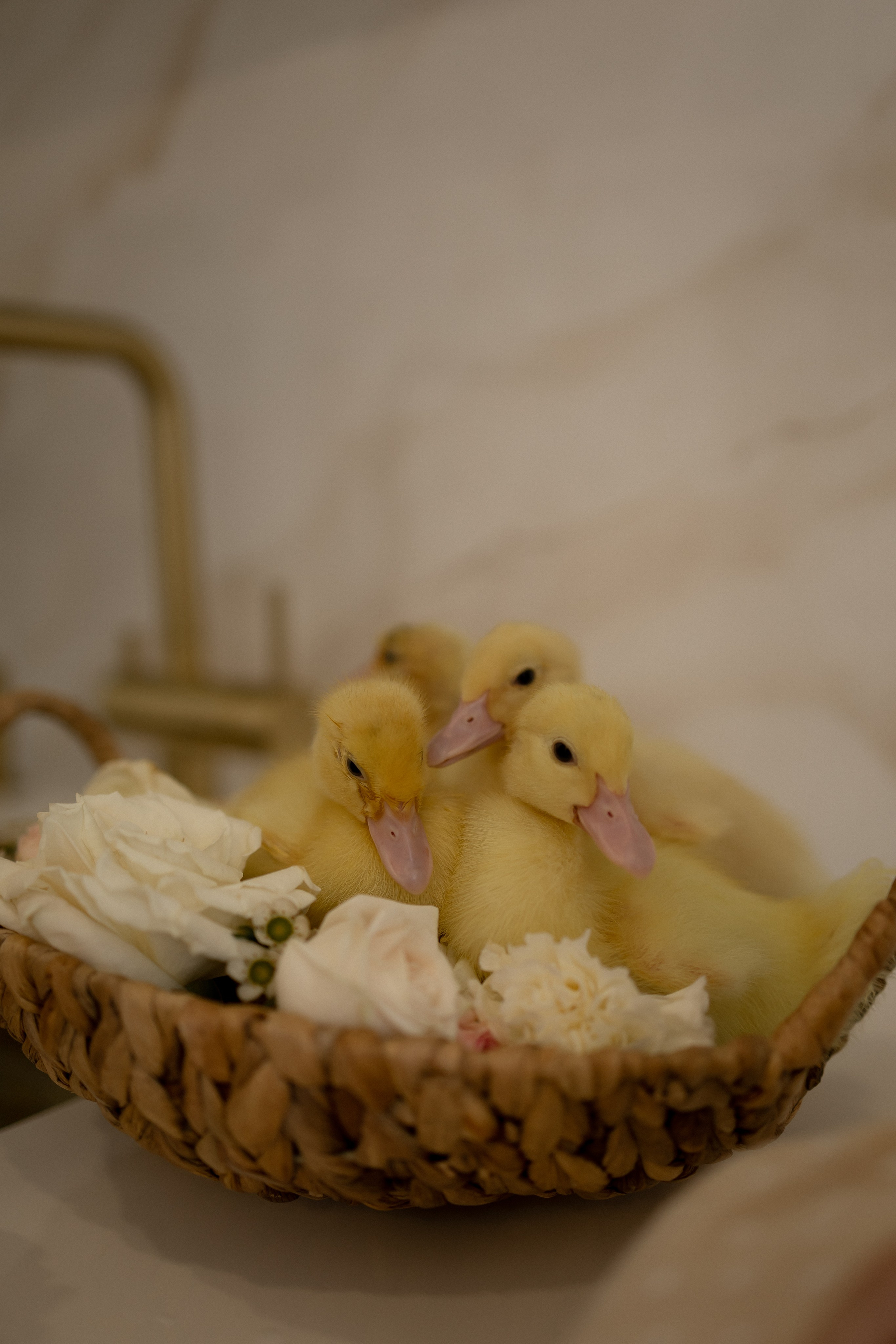 Лиля и Ассель. Свадебный и семейный фотограф в Казани Aileen