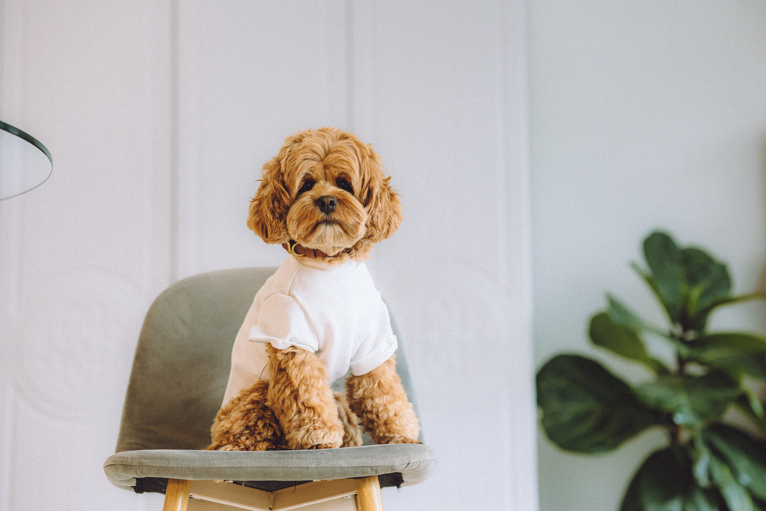 День Рождения пуделя Глаши