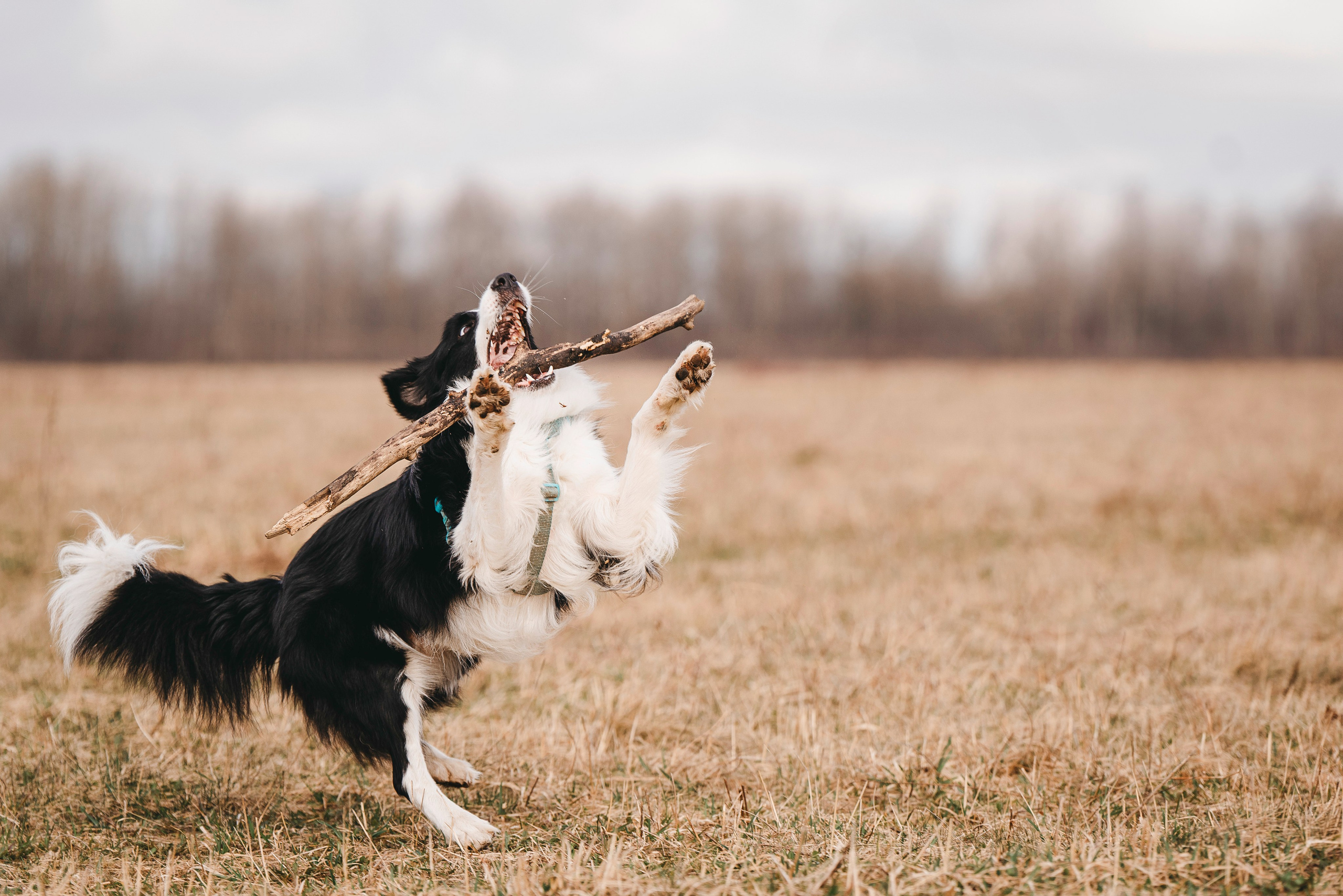 Нил и Алёна. Фотограф анималист в Спб недорого Олеся Майорова