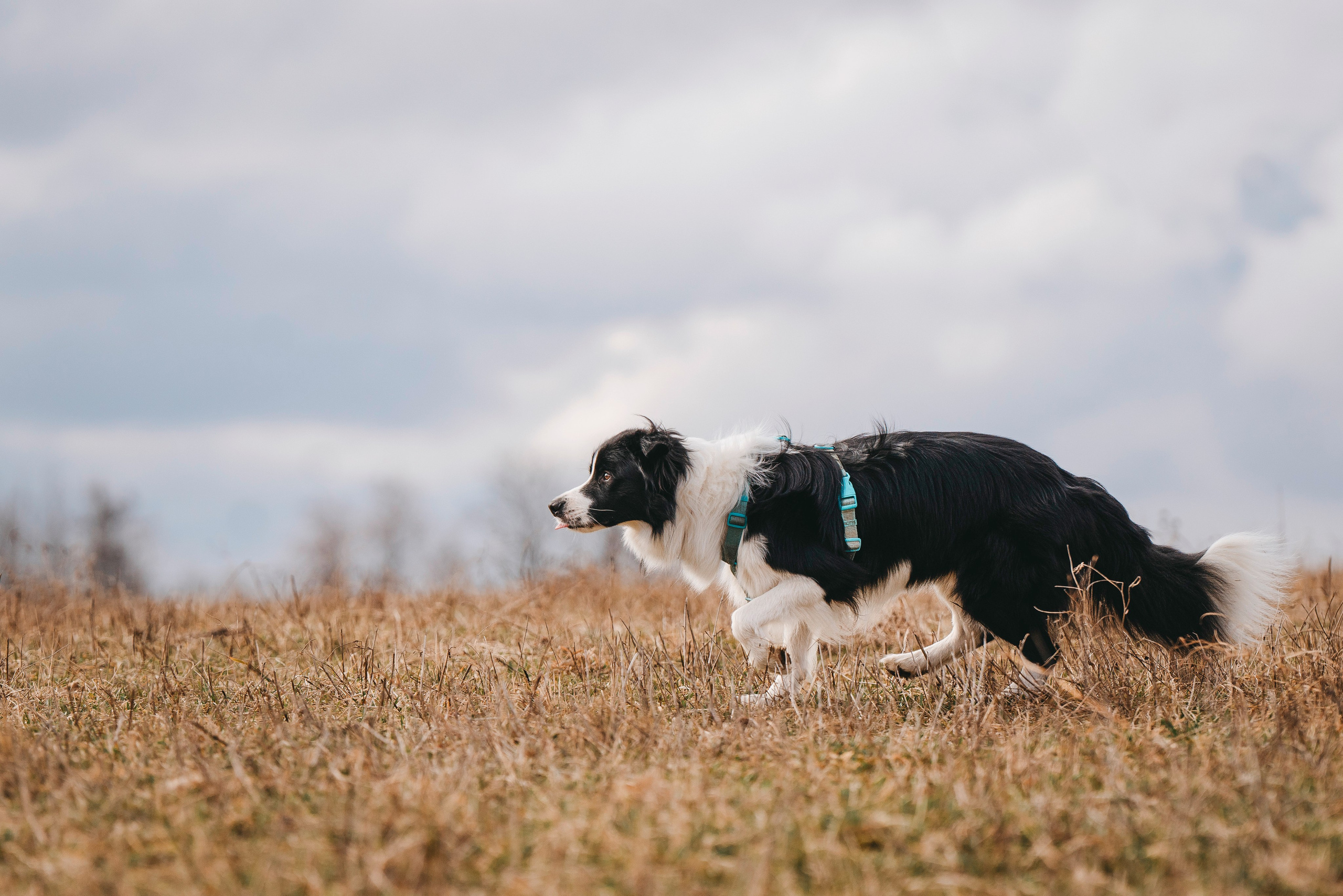 Нил и Алёна. Фотограф анималист в Спб недорого Олеся Майорова