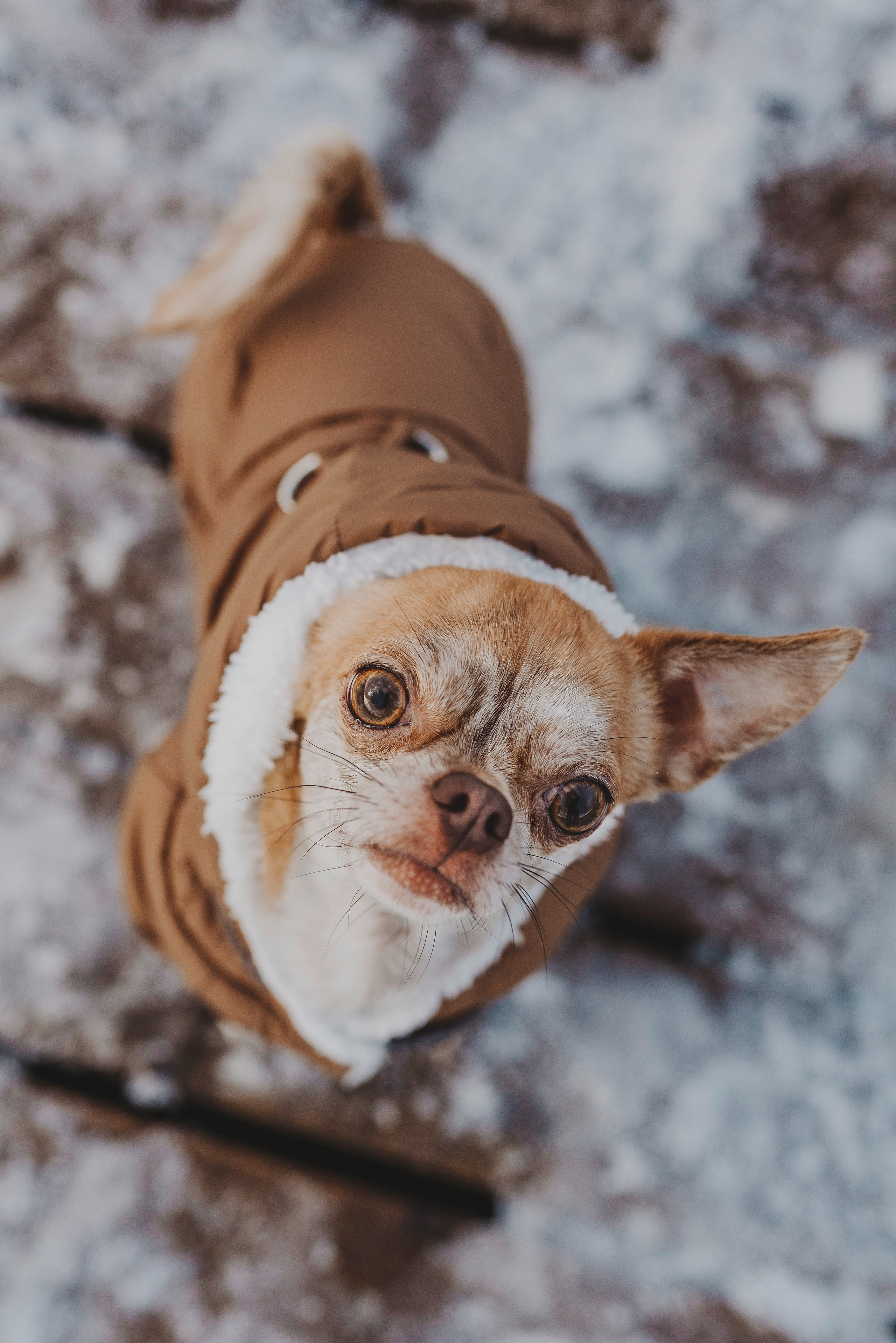 Наталия и Боря. Фотограф анималист в Спб недорого Олеся Майорова