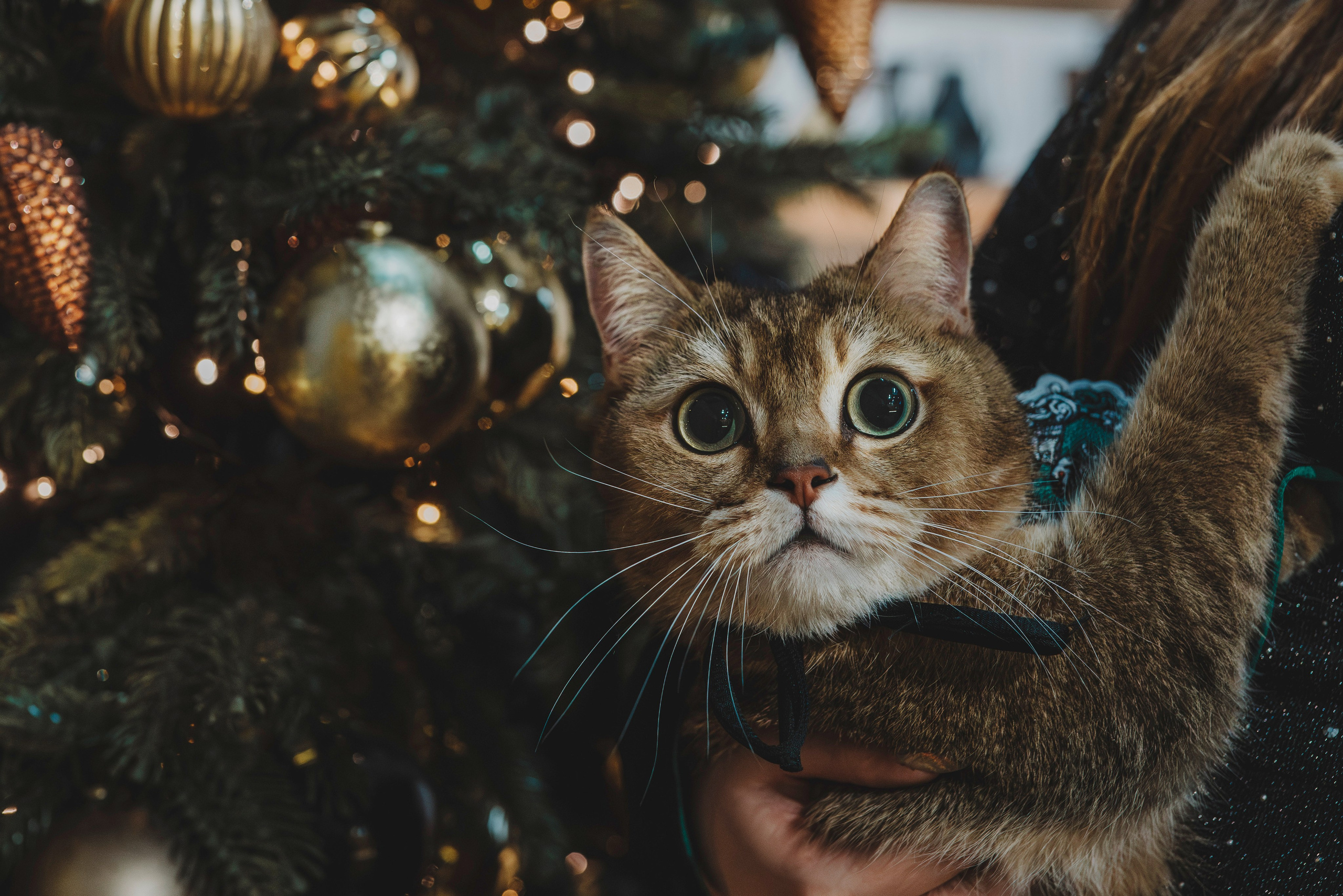Аня, Андуин и Тесс. Фотограф анималист в Спб недорого Олеся Майорова
