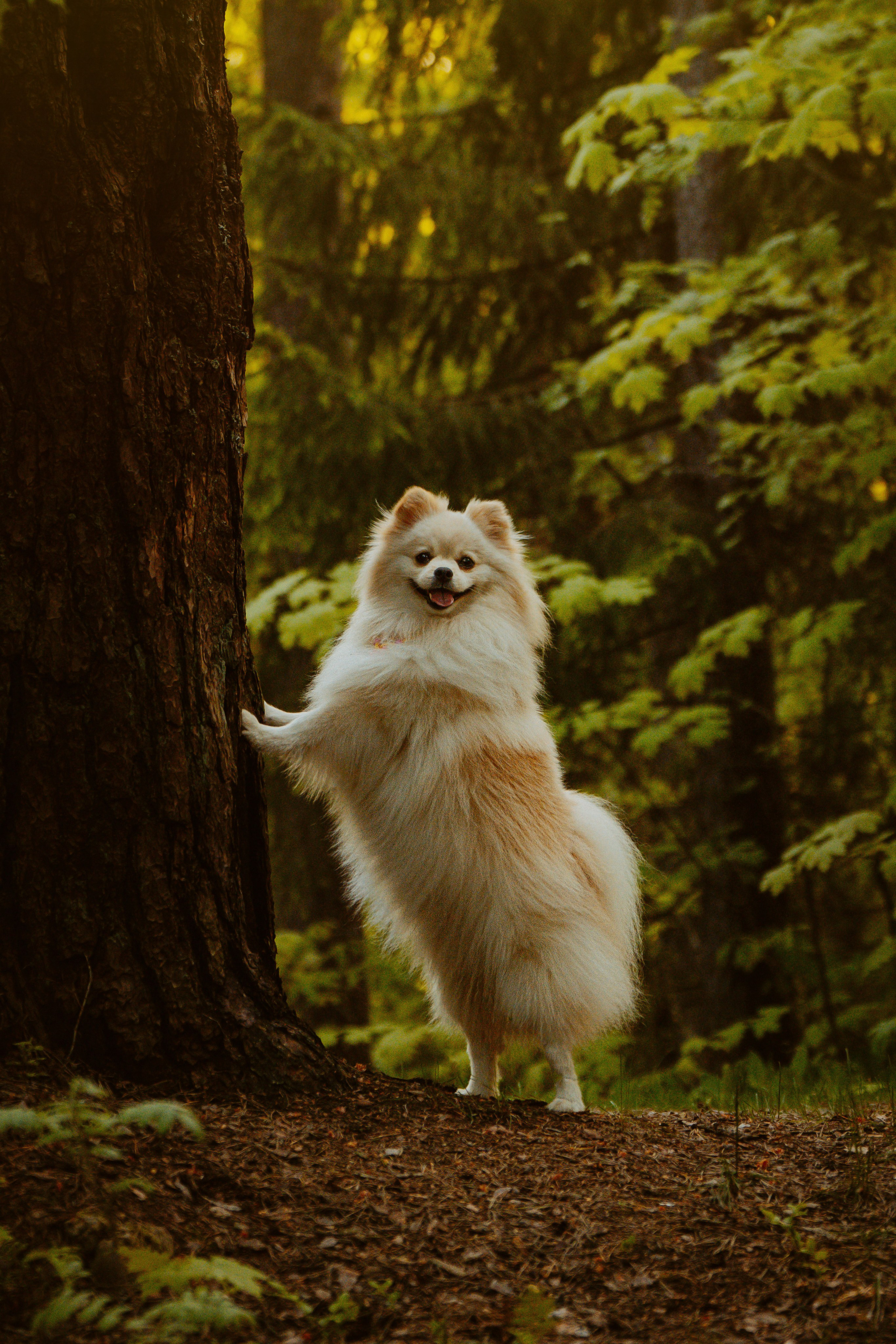 Фотосессия с собачкой в лесу. Фотограф анималист в Спб недорого Олеся Майорова