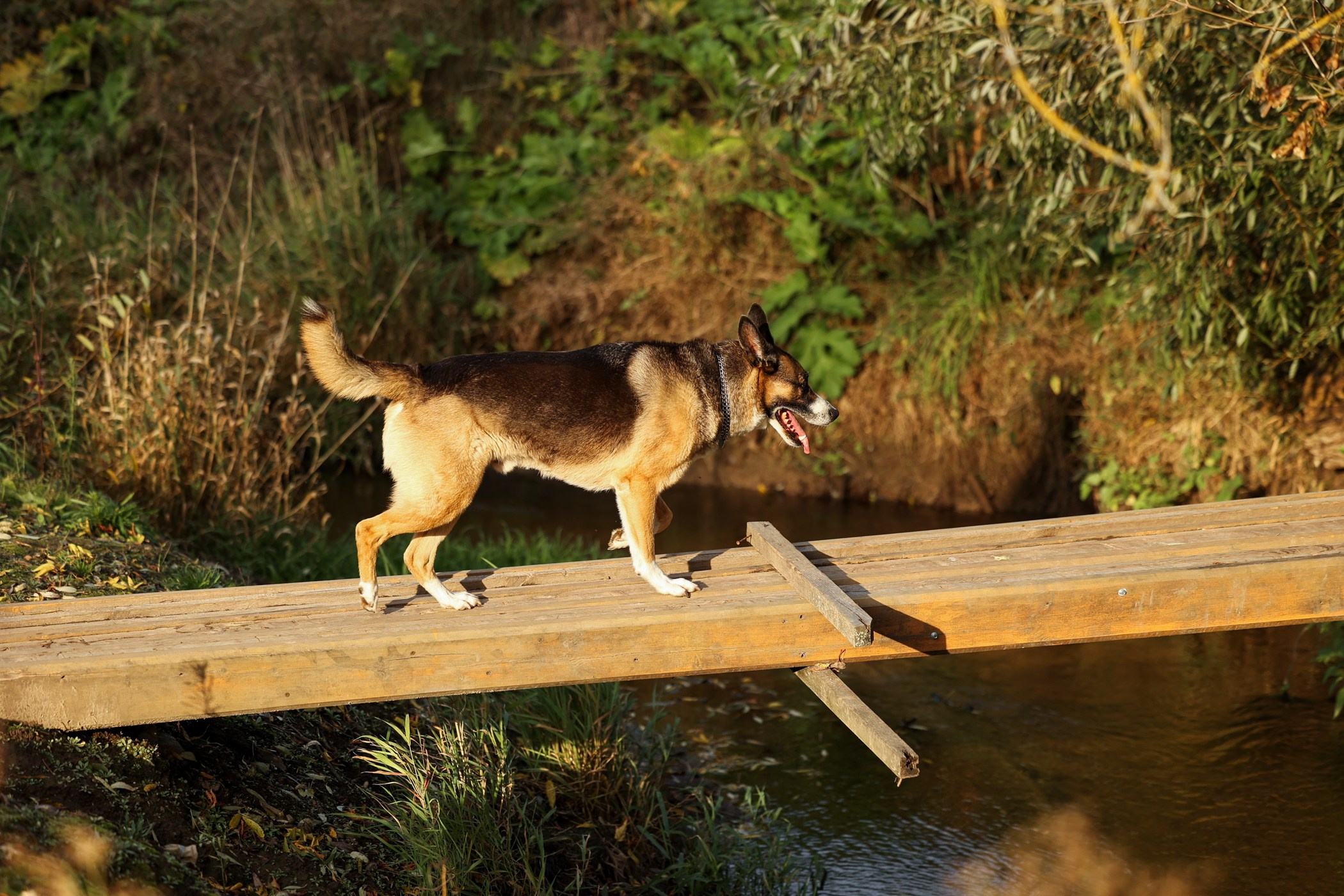 Прогулка на природе. Фотограф-анималист Полина Колкова | Москва
