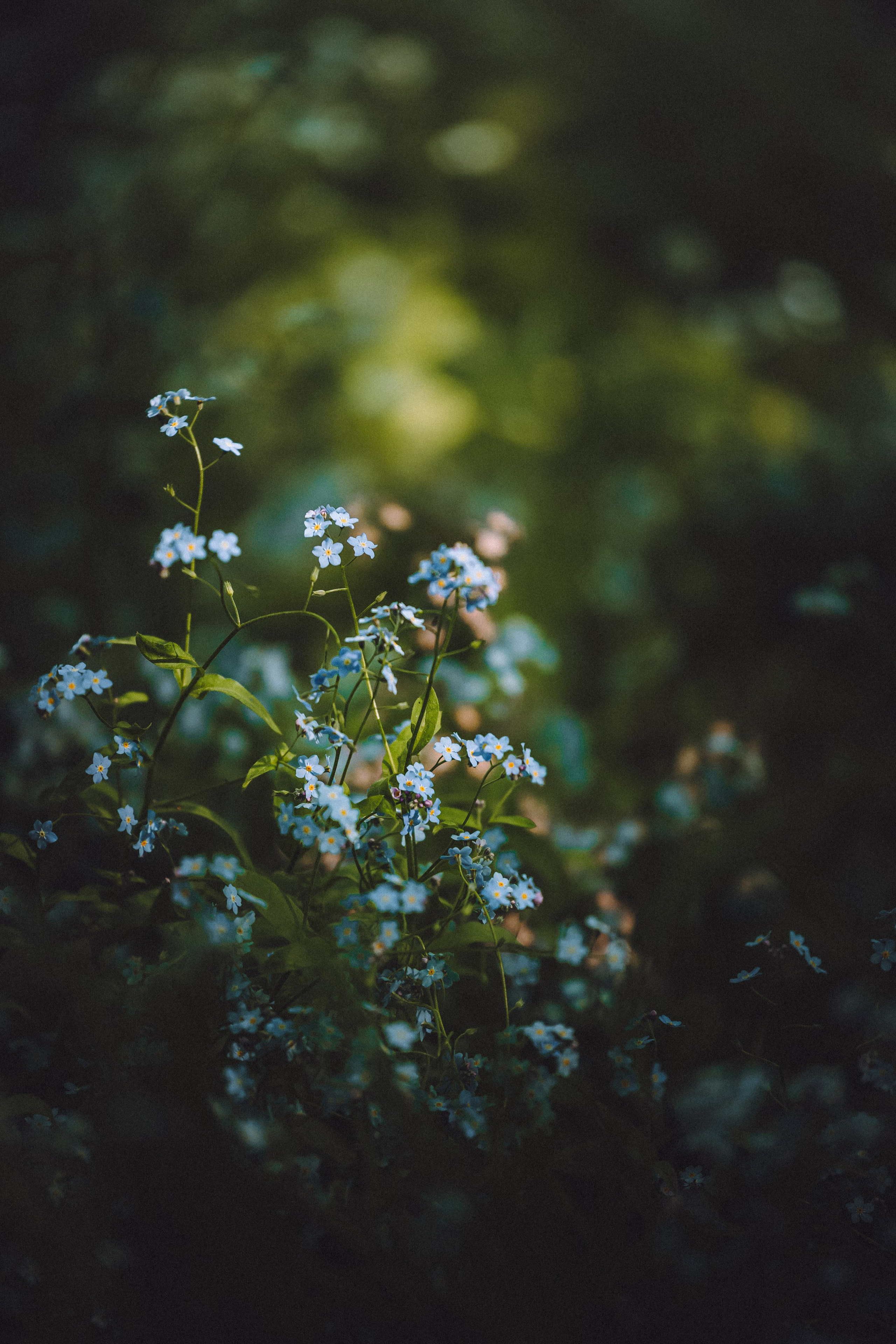 Шед, Цири, Чиби, Цера и их семья