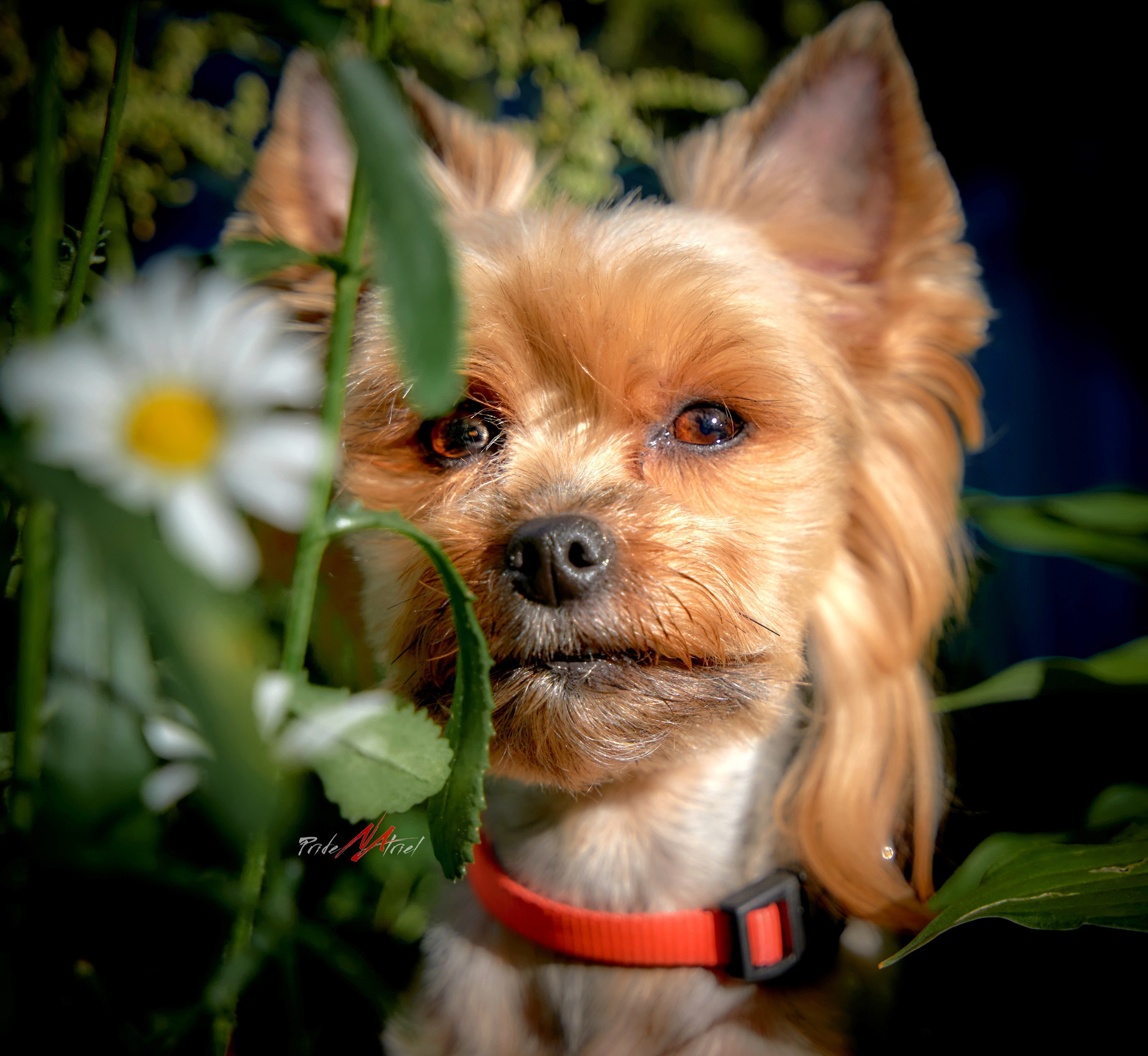 Йоркширский терьер Циля