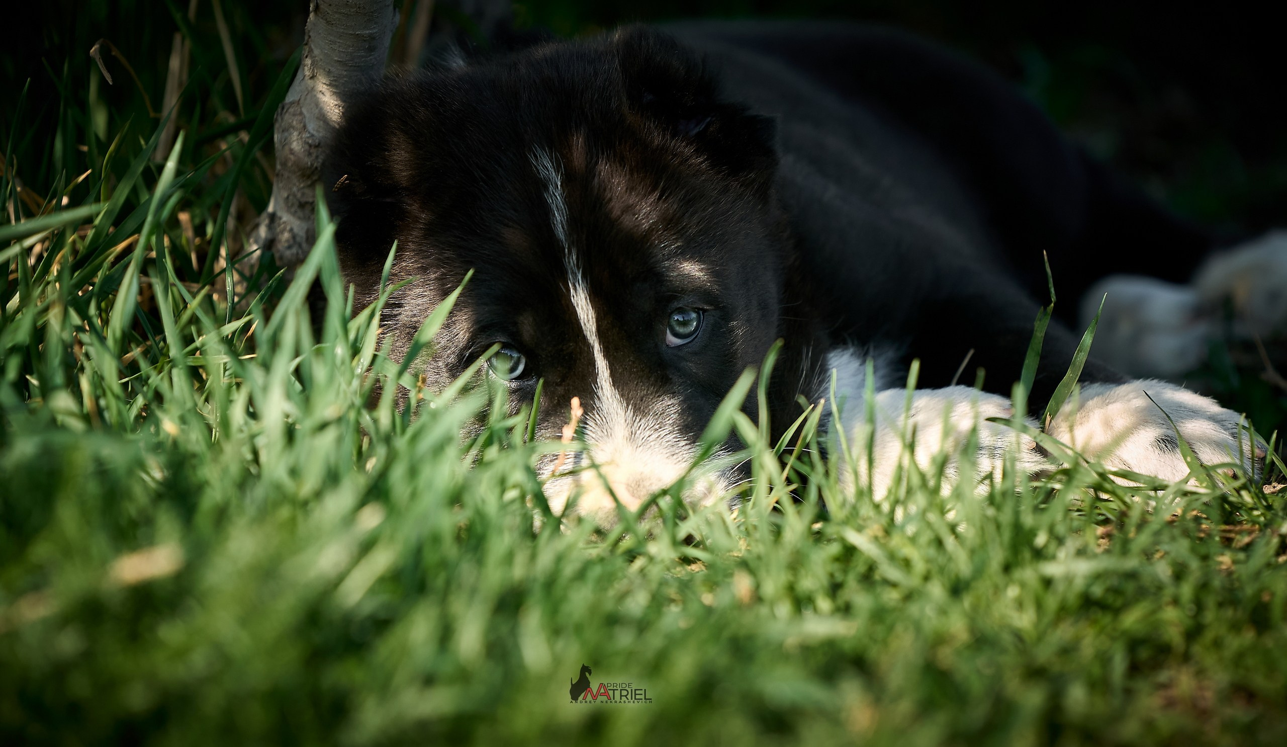 Среднеазиаты — щенки и взрослые