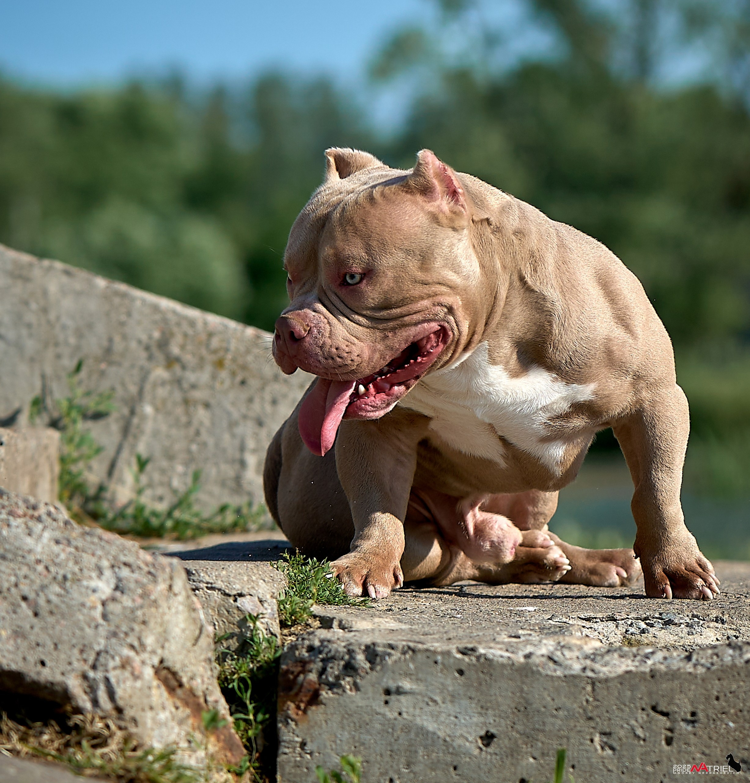 Съемка собак породы булли на природе