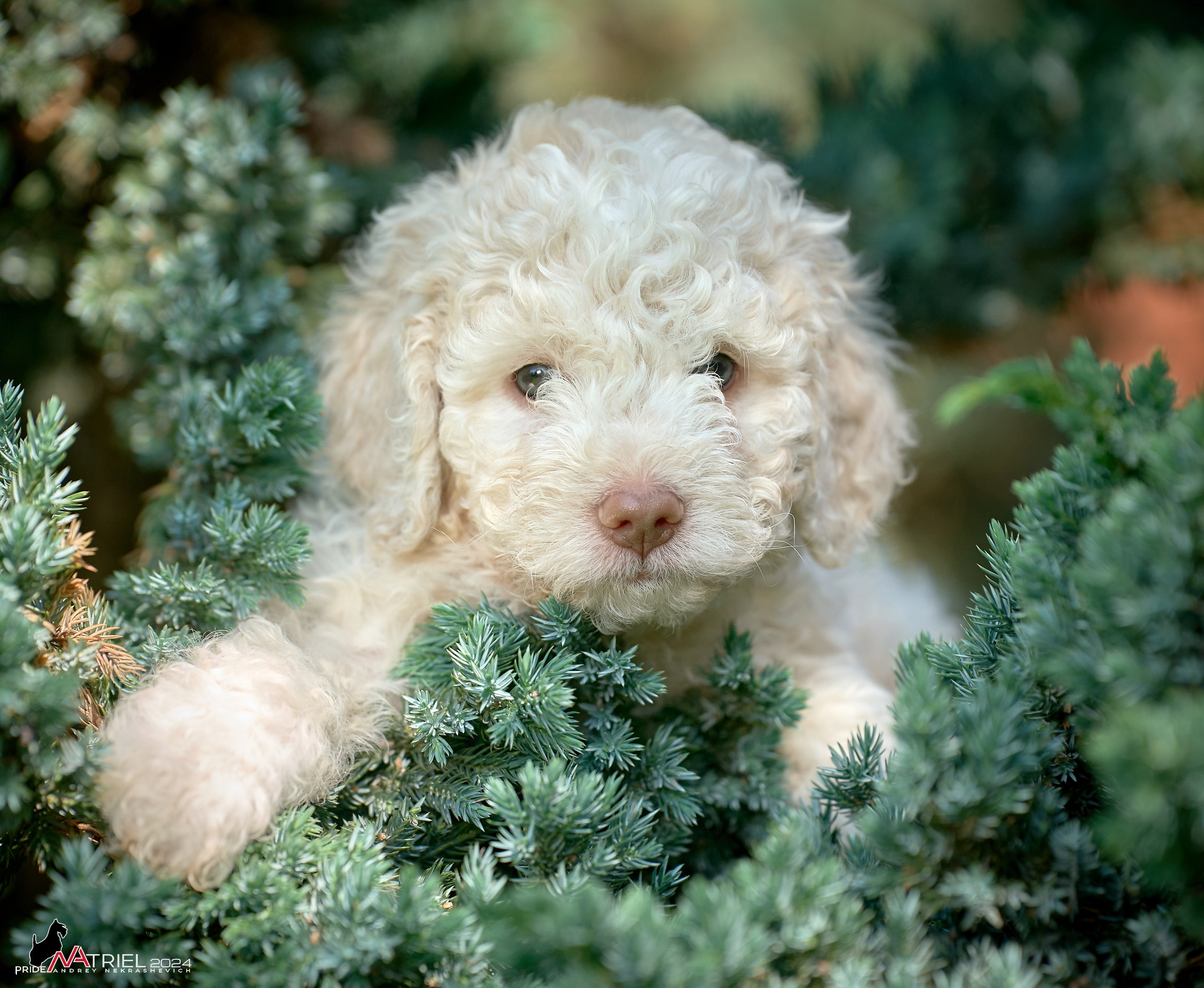 Съемка щенков лаготто