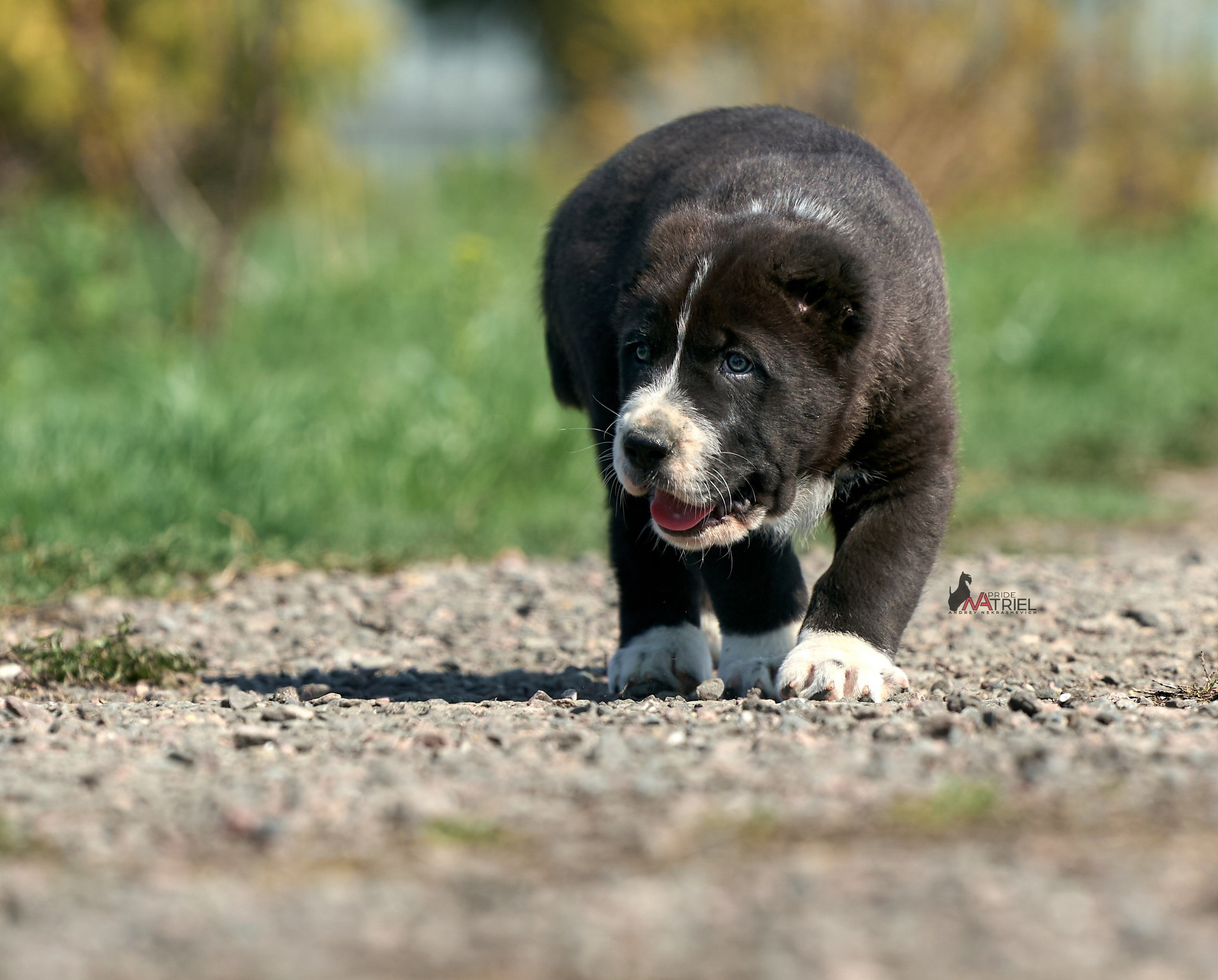 Среднеазиаты — щенки и взрослые