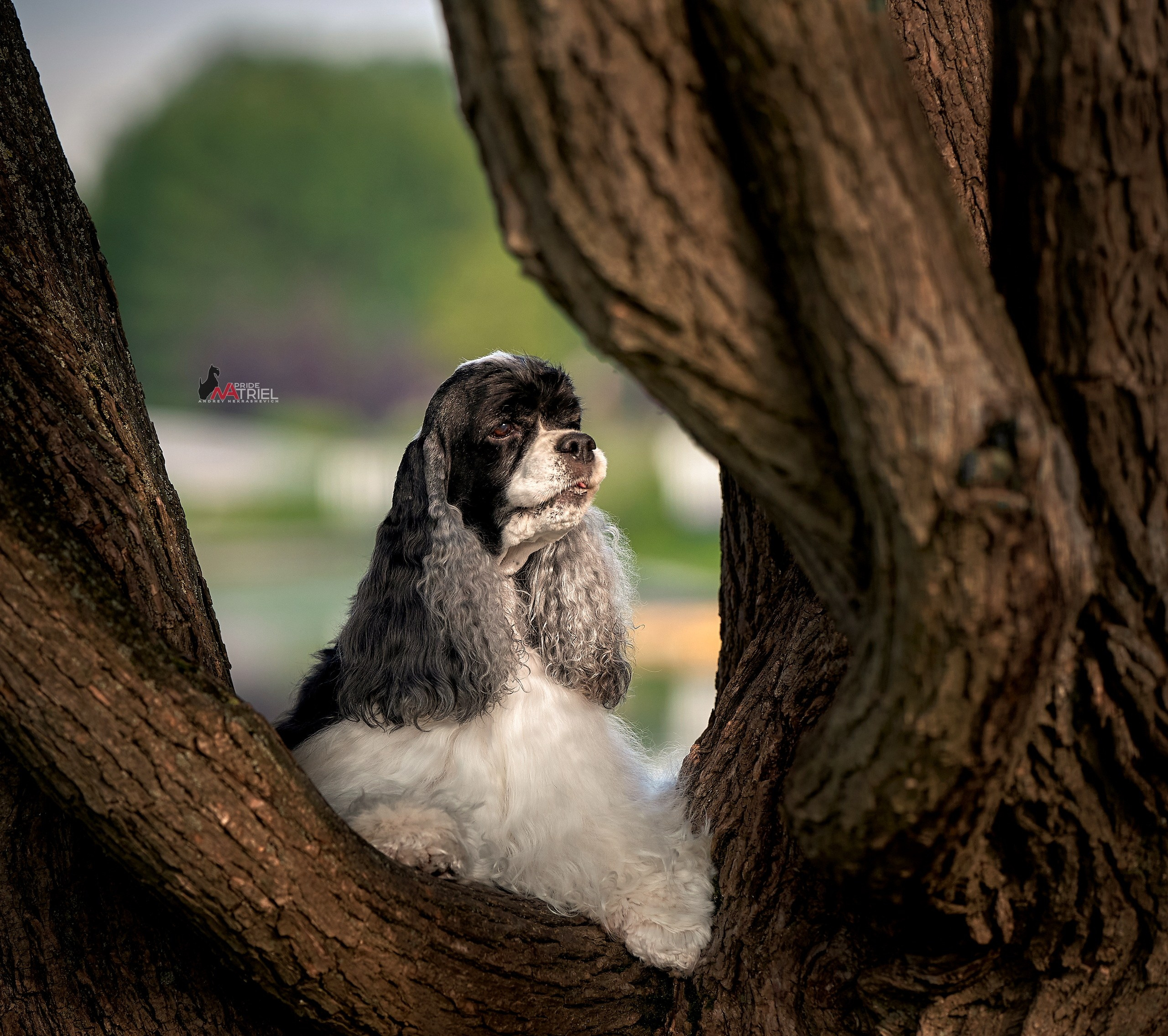 Портреты собак — галерея NATRIEL
