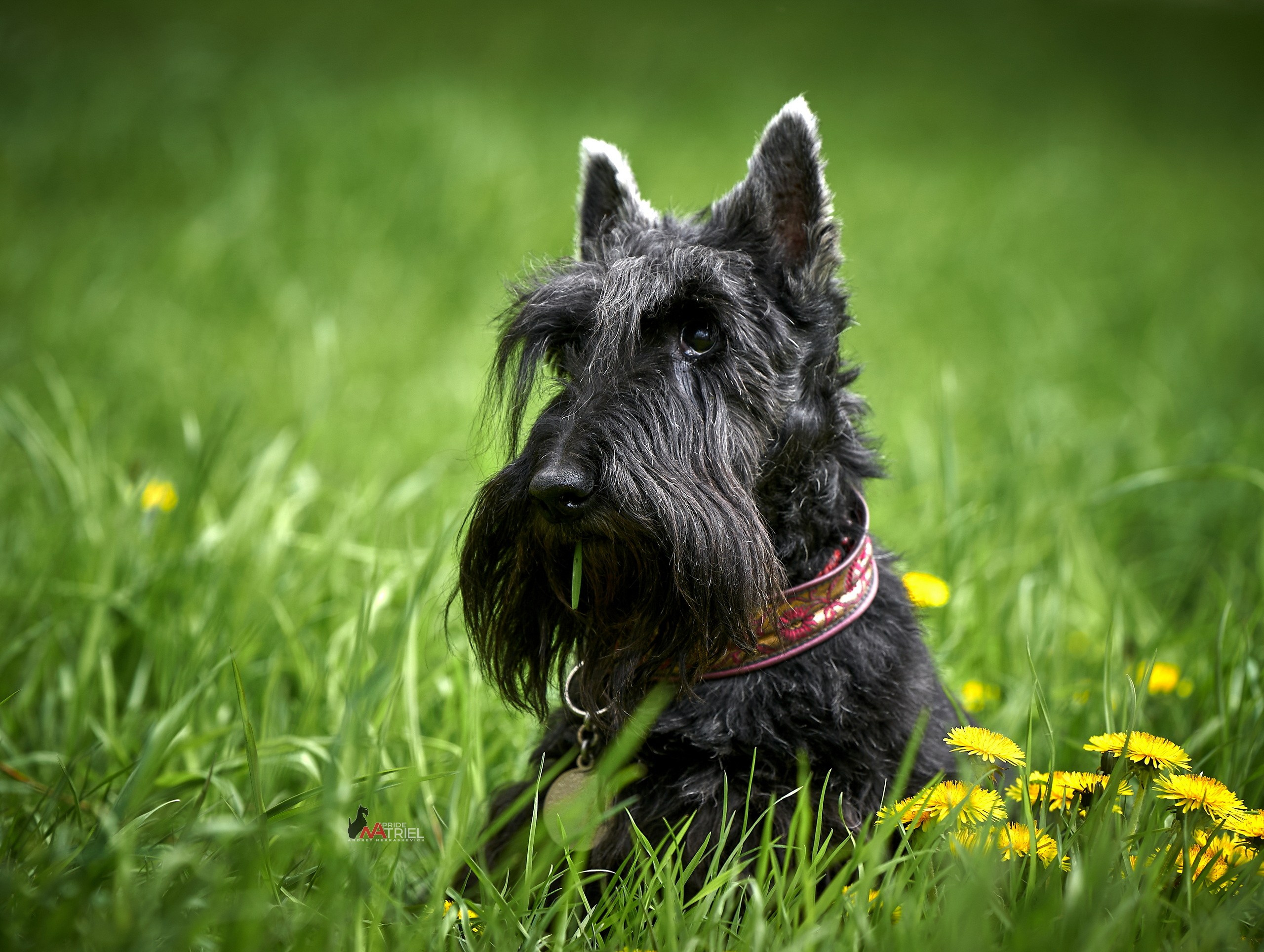 Портреты собак — галерея NATRIEL