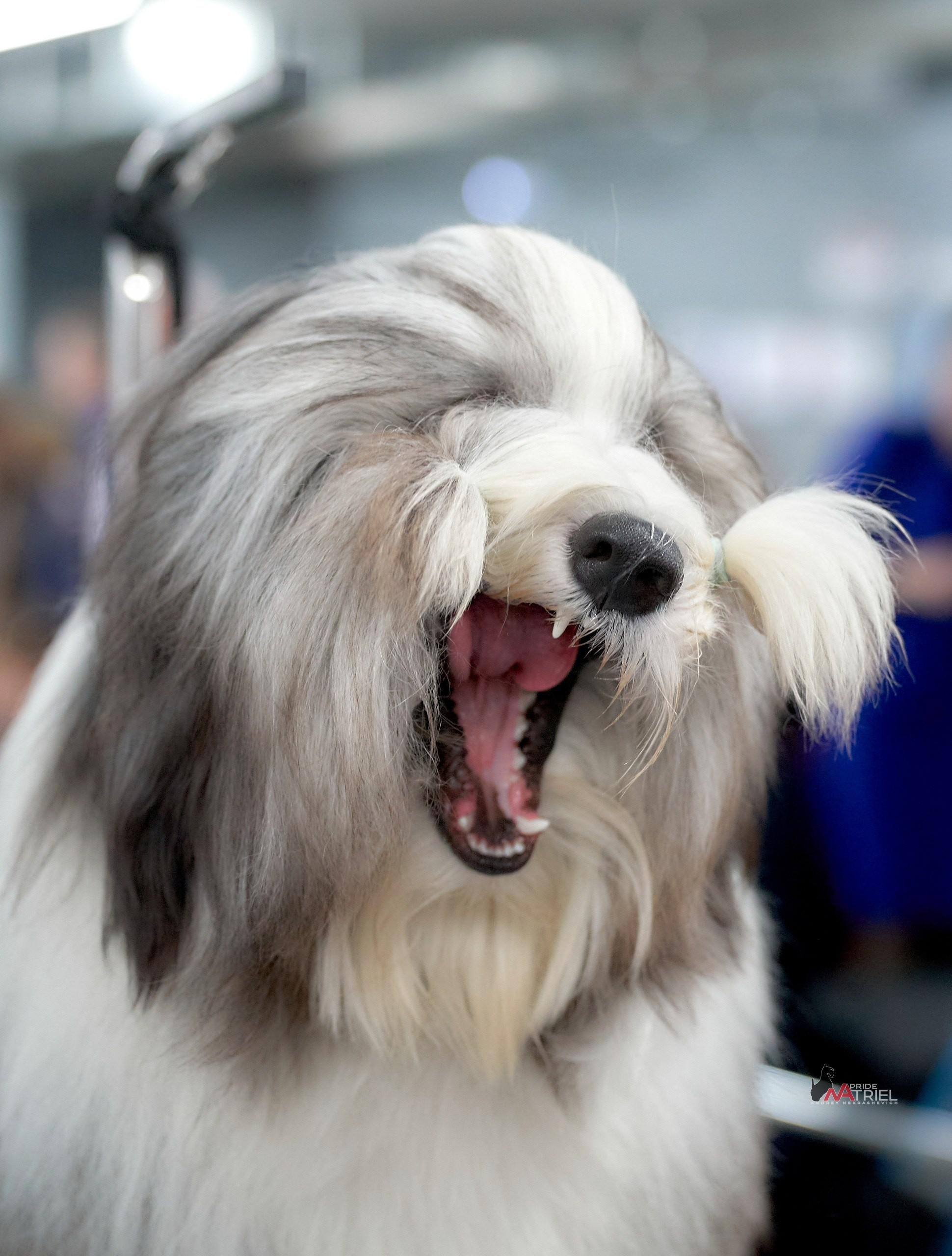 Портреты собак — галерея NATRIEL