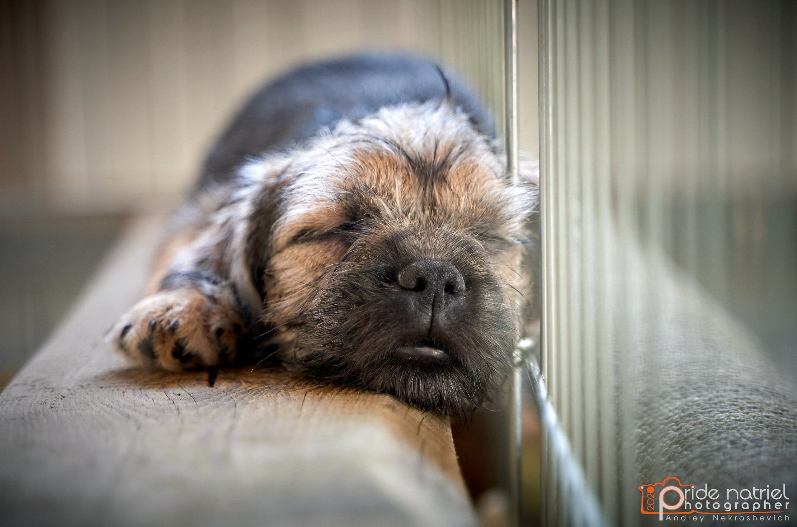 Щенки дома — галерея NATRIEL