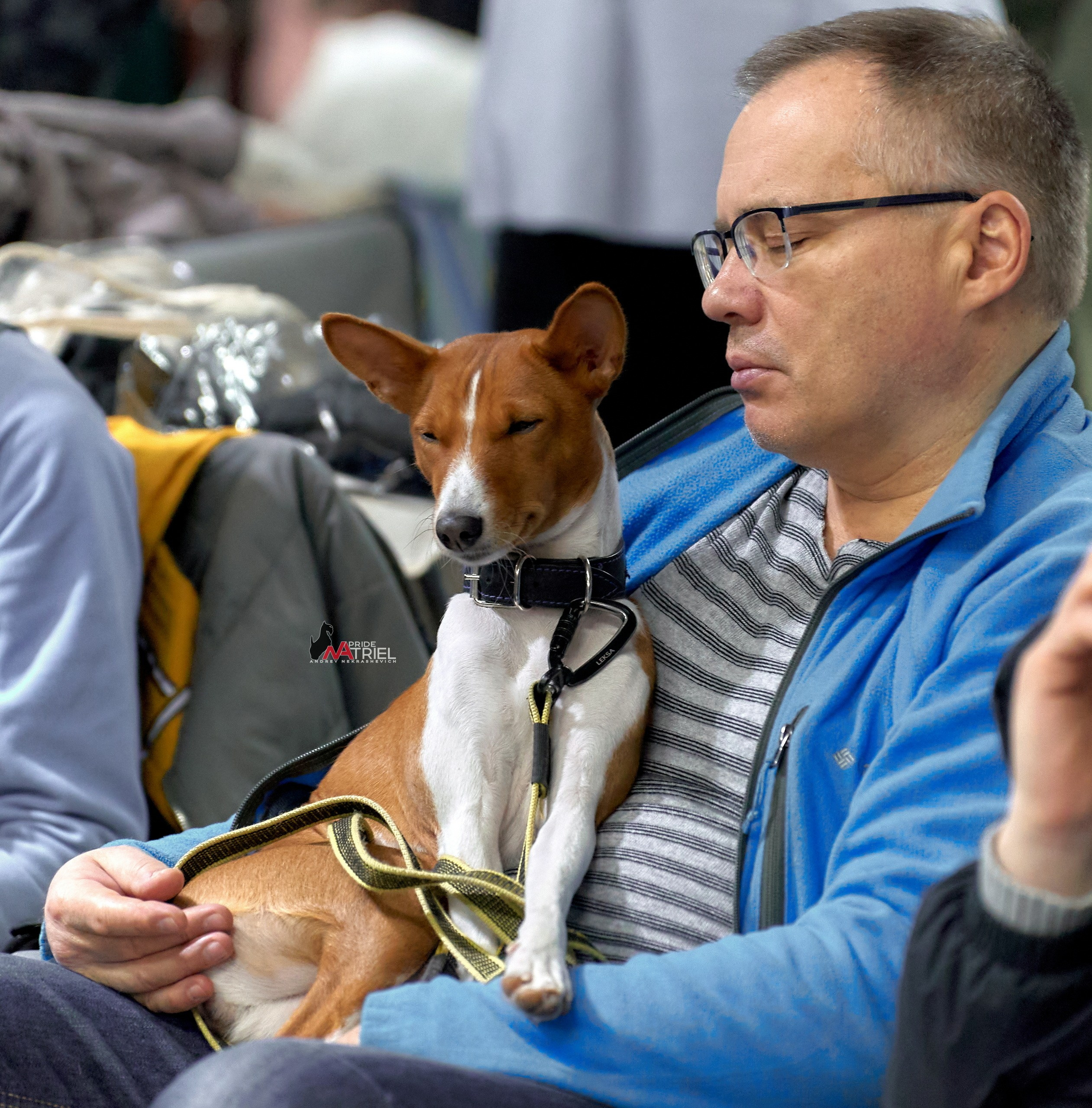 Собаки и Люди — галерея NATRIEL