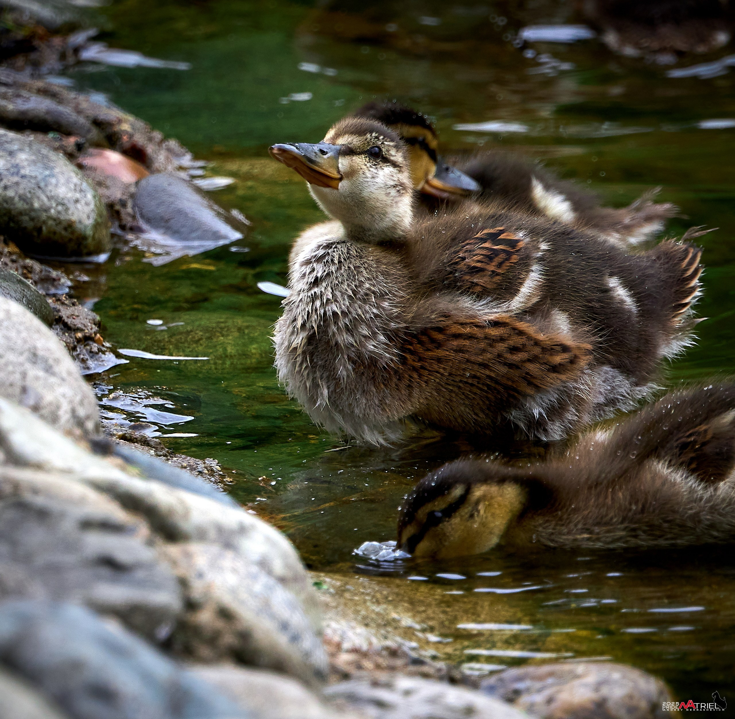 Съемка в парке на воде