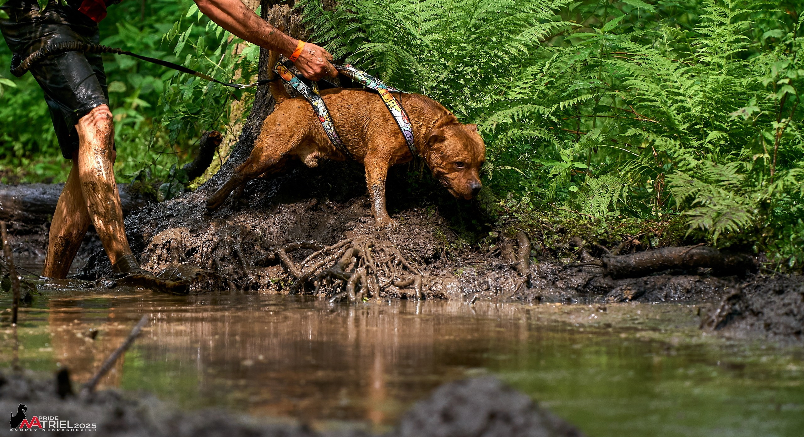 Russian Extreme Dog Trail — 2025