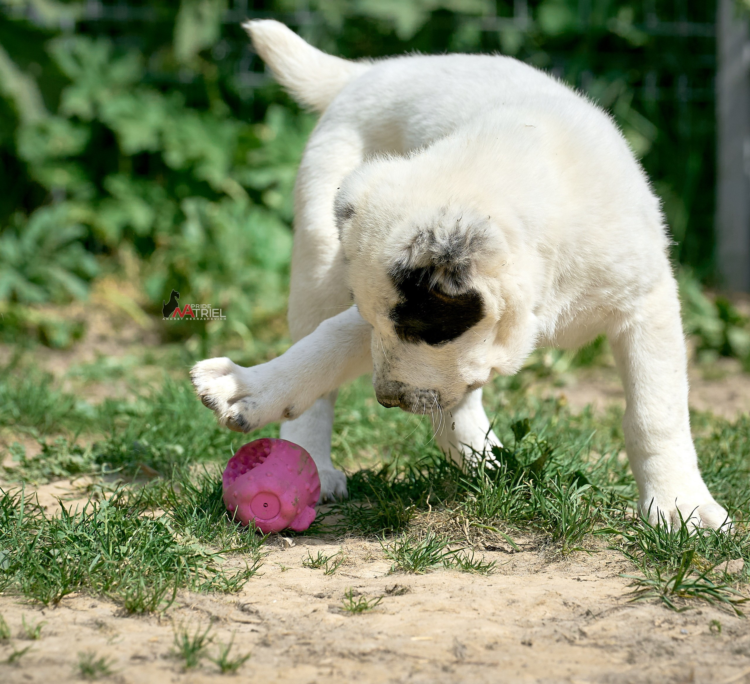 Щенки на прогулке — галерея NATRIEL
