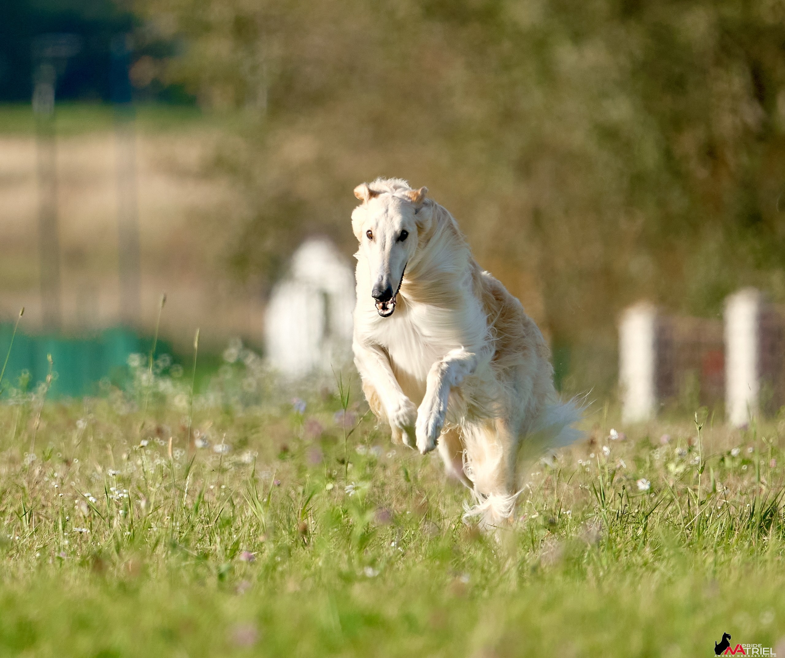 Съемка курсинг — галерея NATRIEL