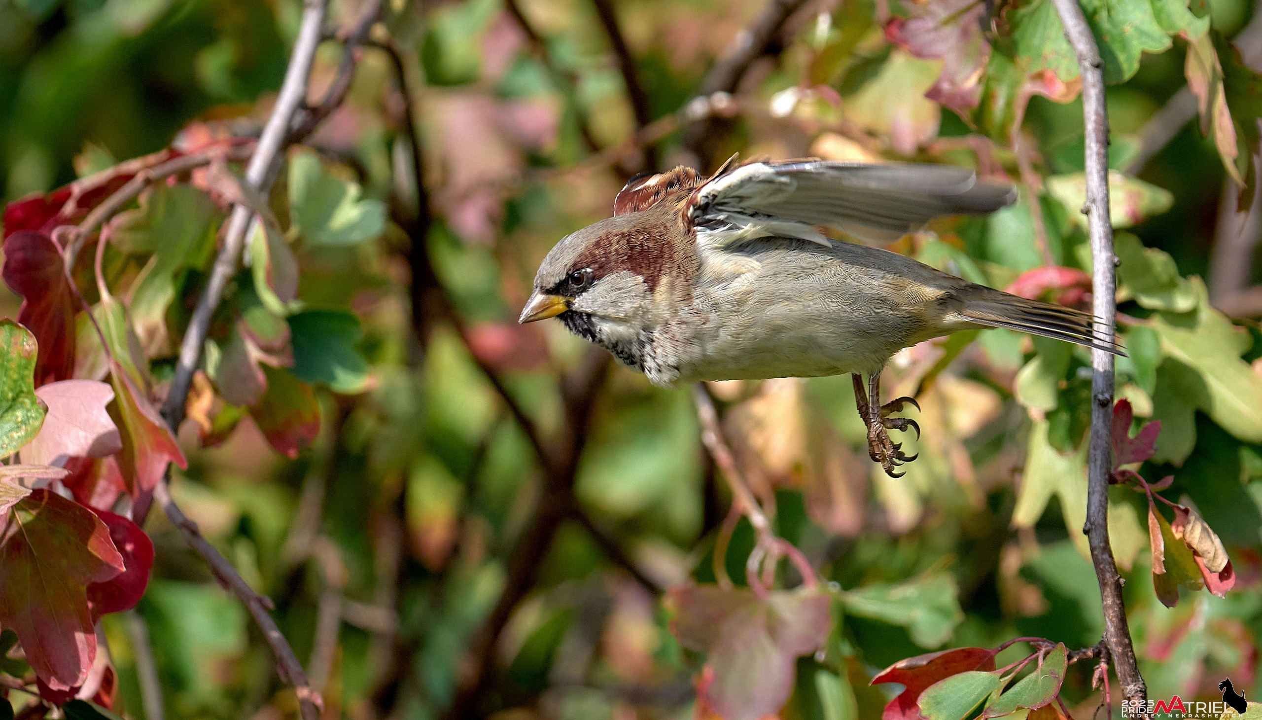 Съемка с объективом Sony 200-600 на камеру Sony A1m2