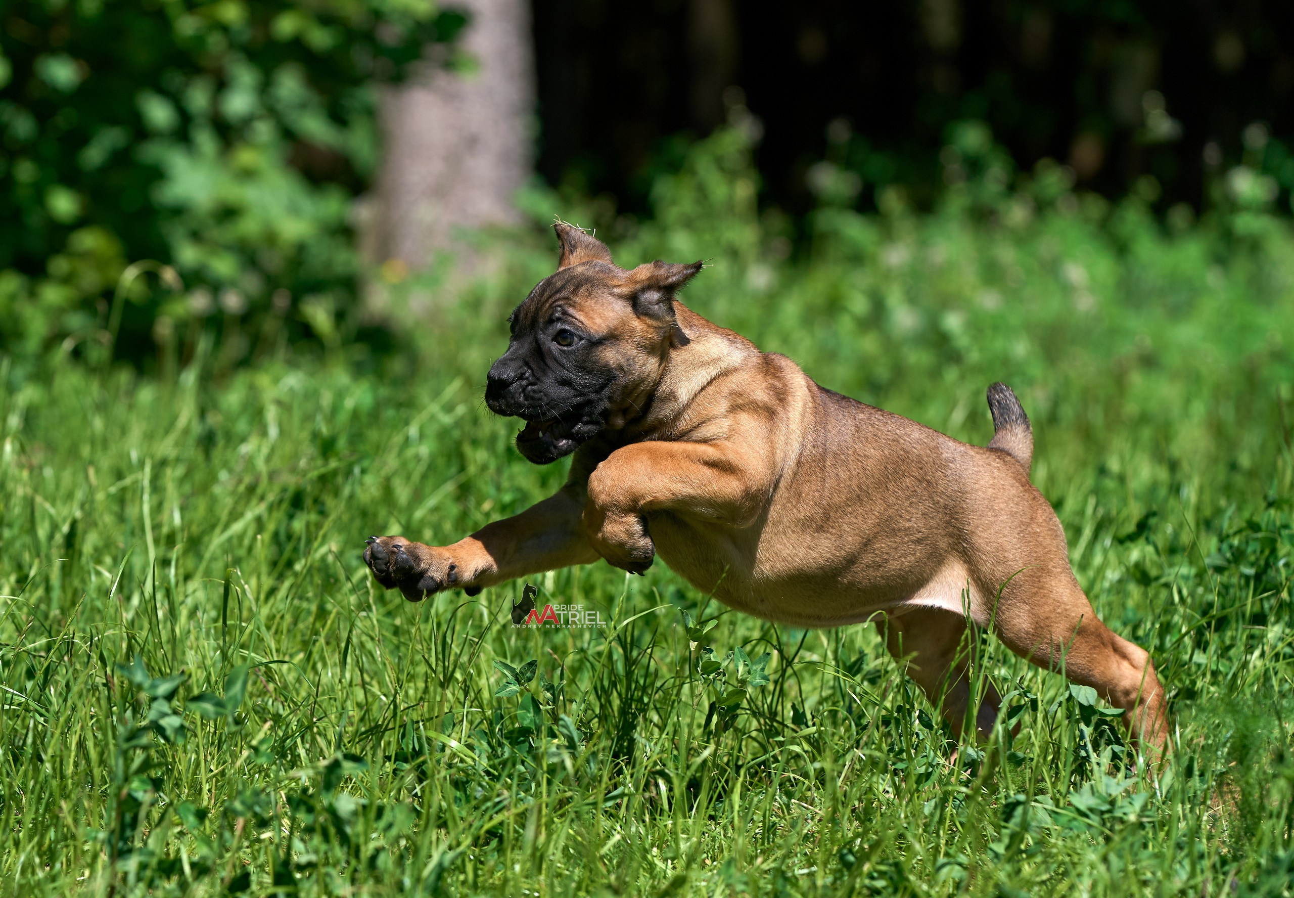 Щенки на прогулке — галерея NATRIEL