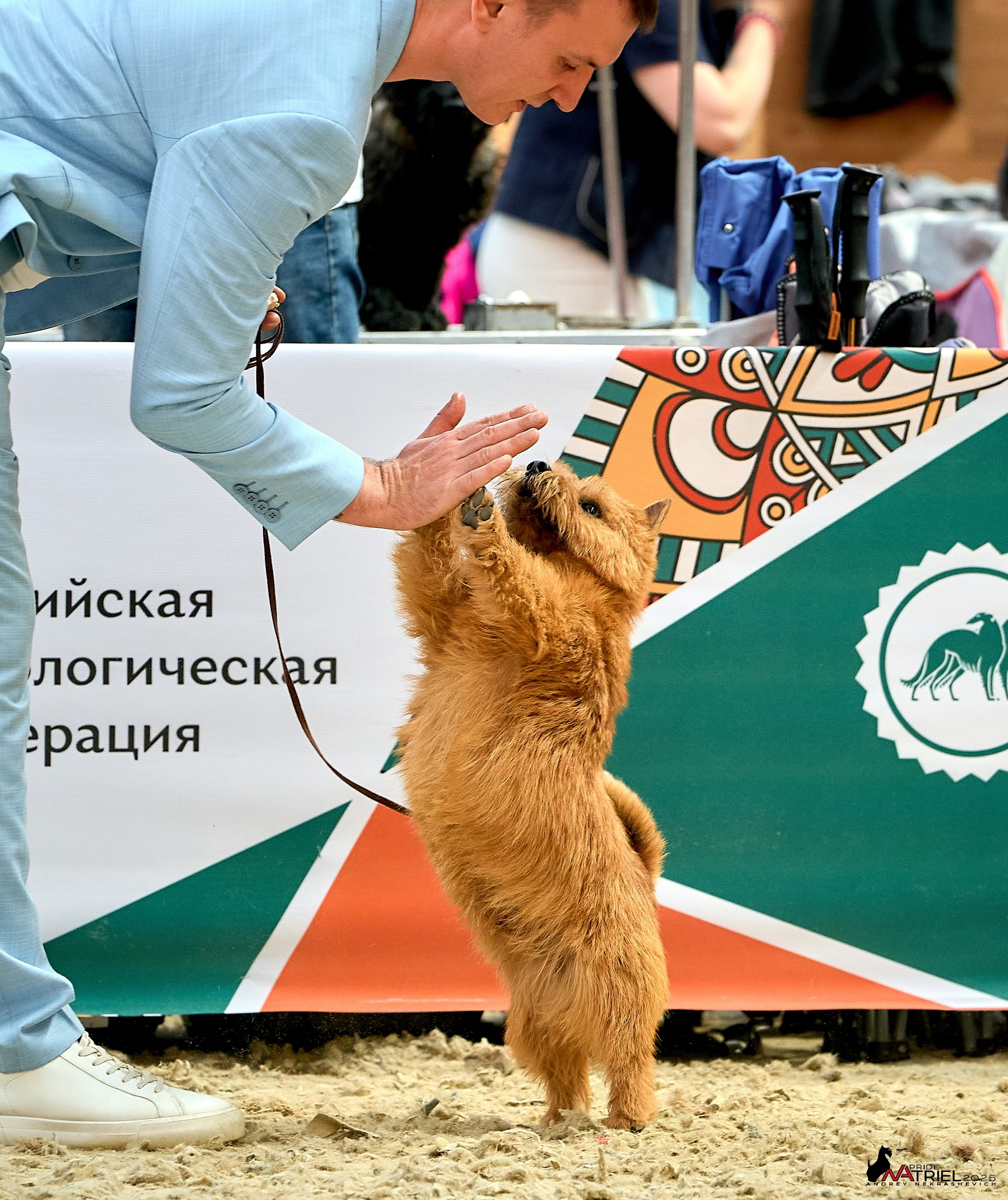 Выставка собак РОССИЯ — 2025