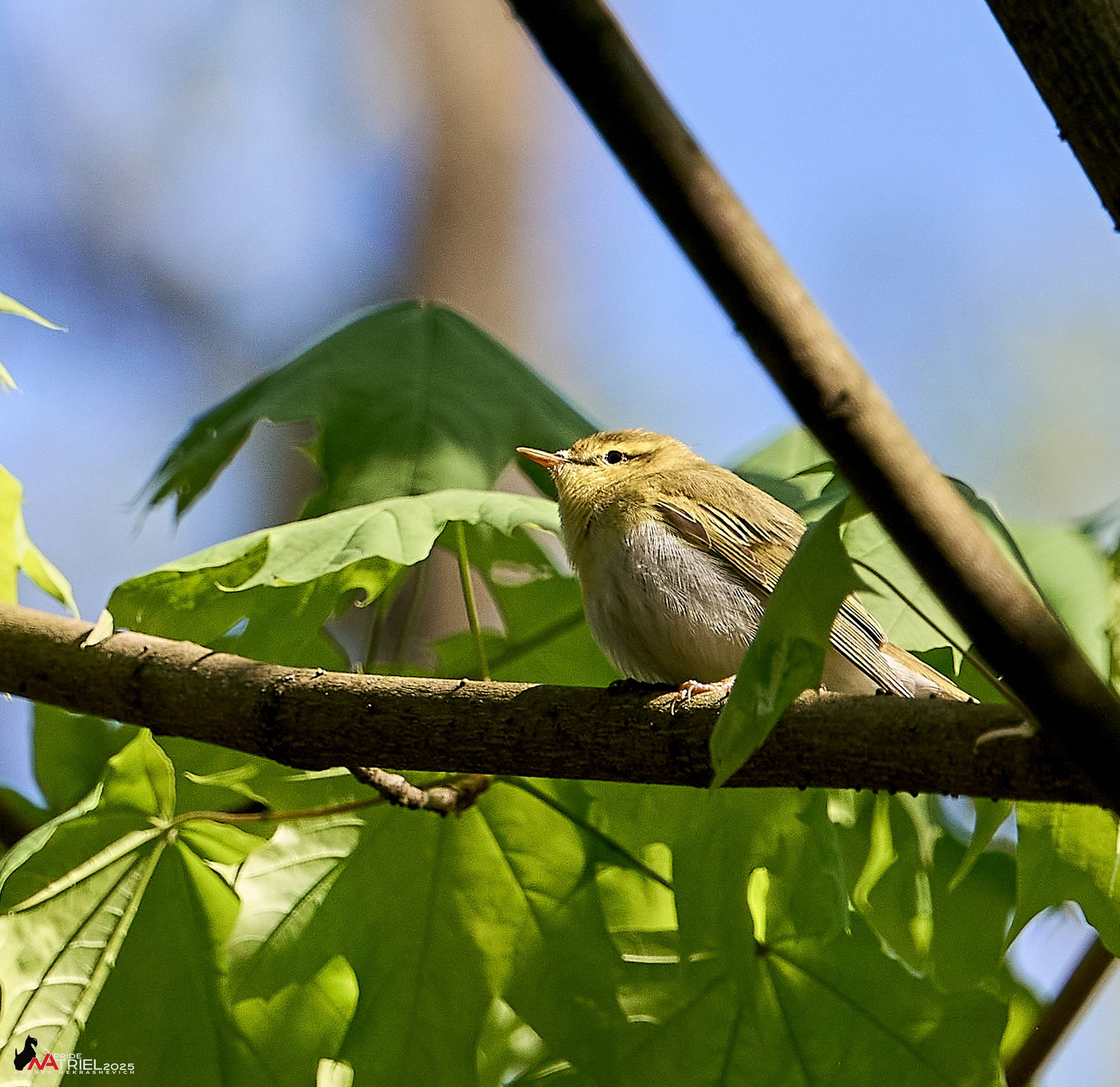 Съемка в майском лесу