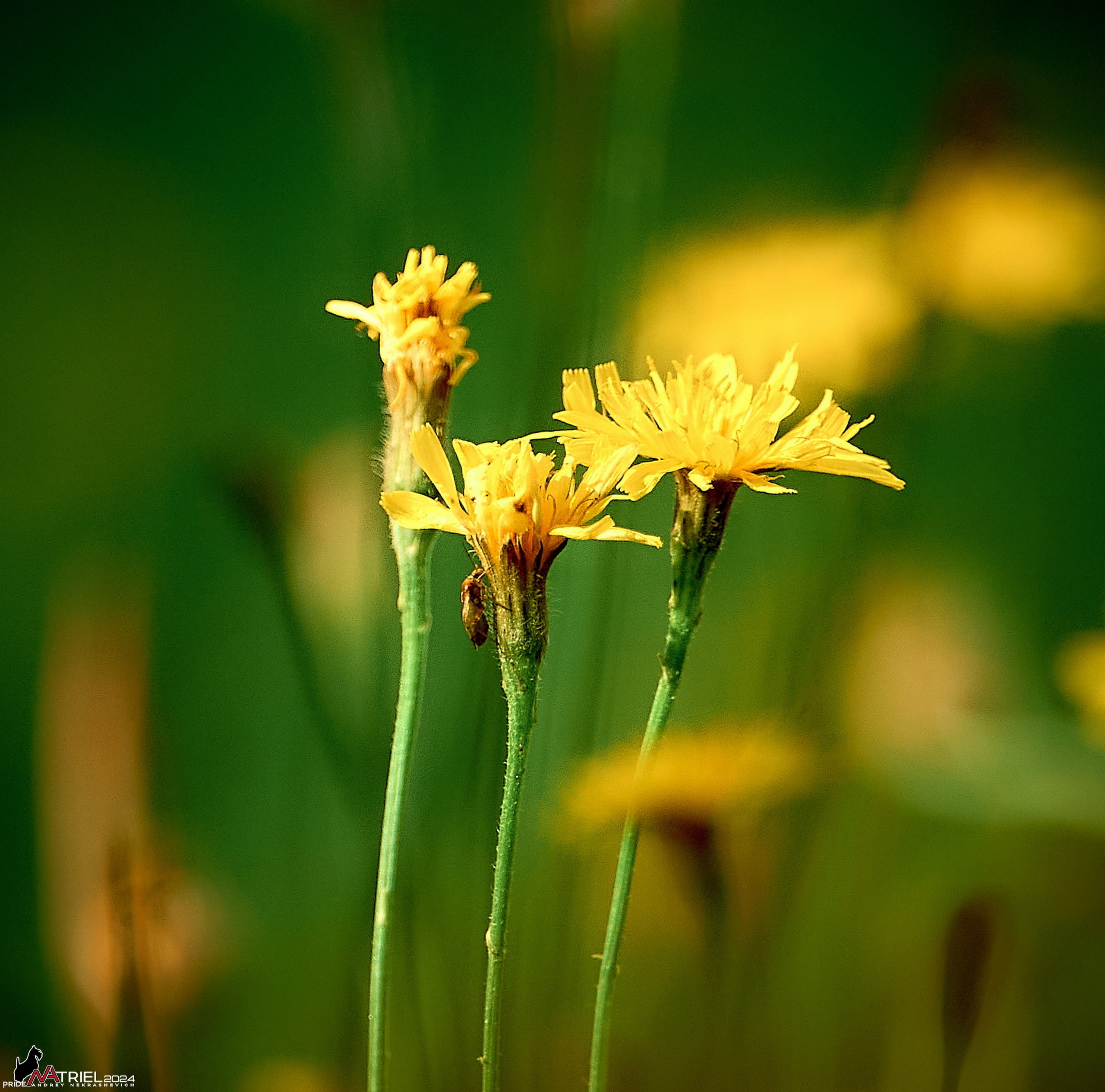 Лютики-цветочки — галерея NATRIEL
