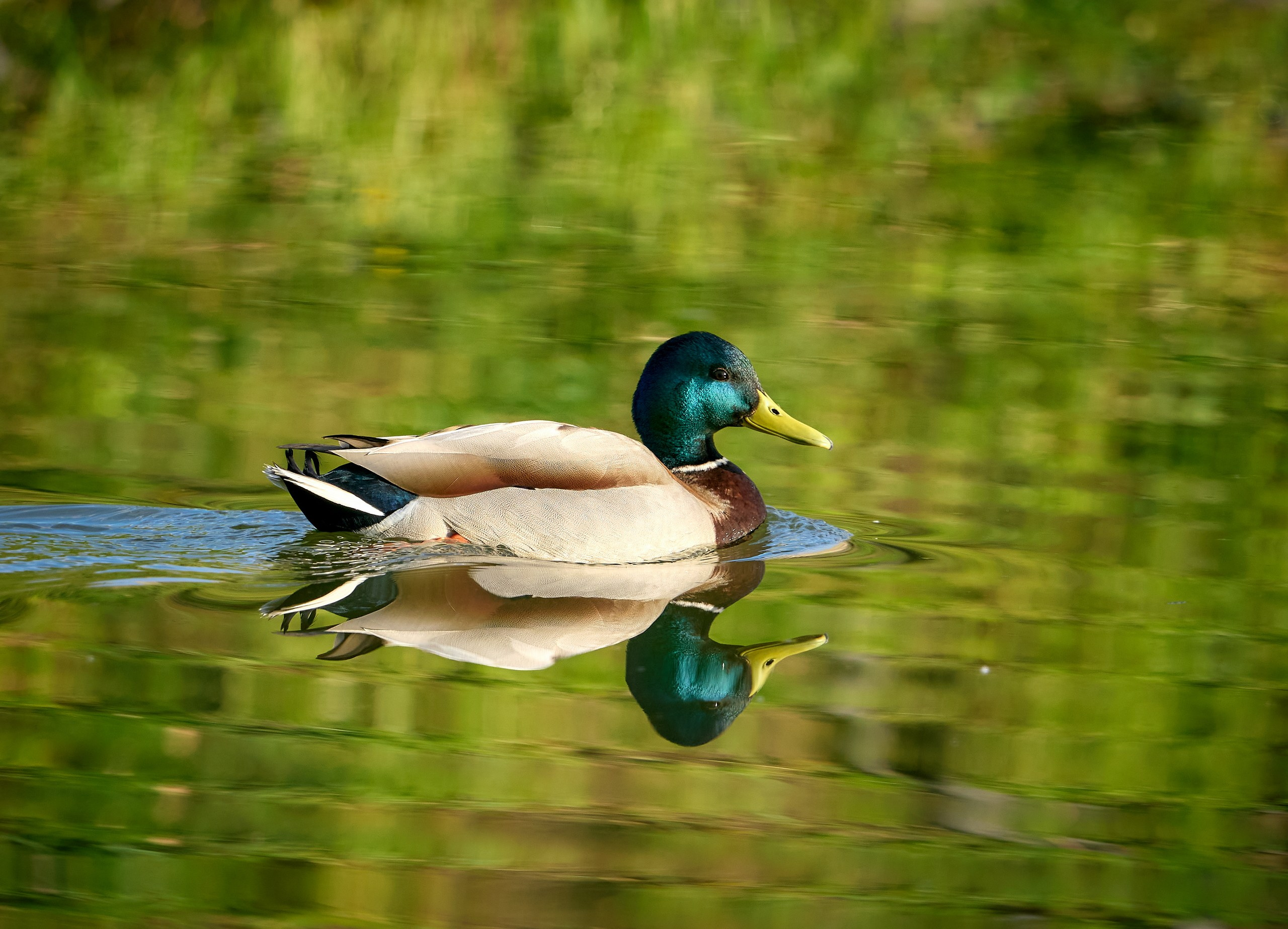Фото птиц — галерея NATRIEL