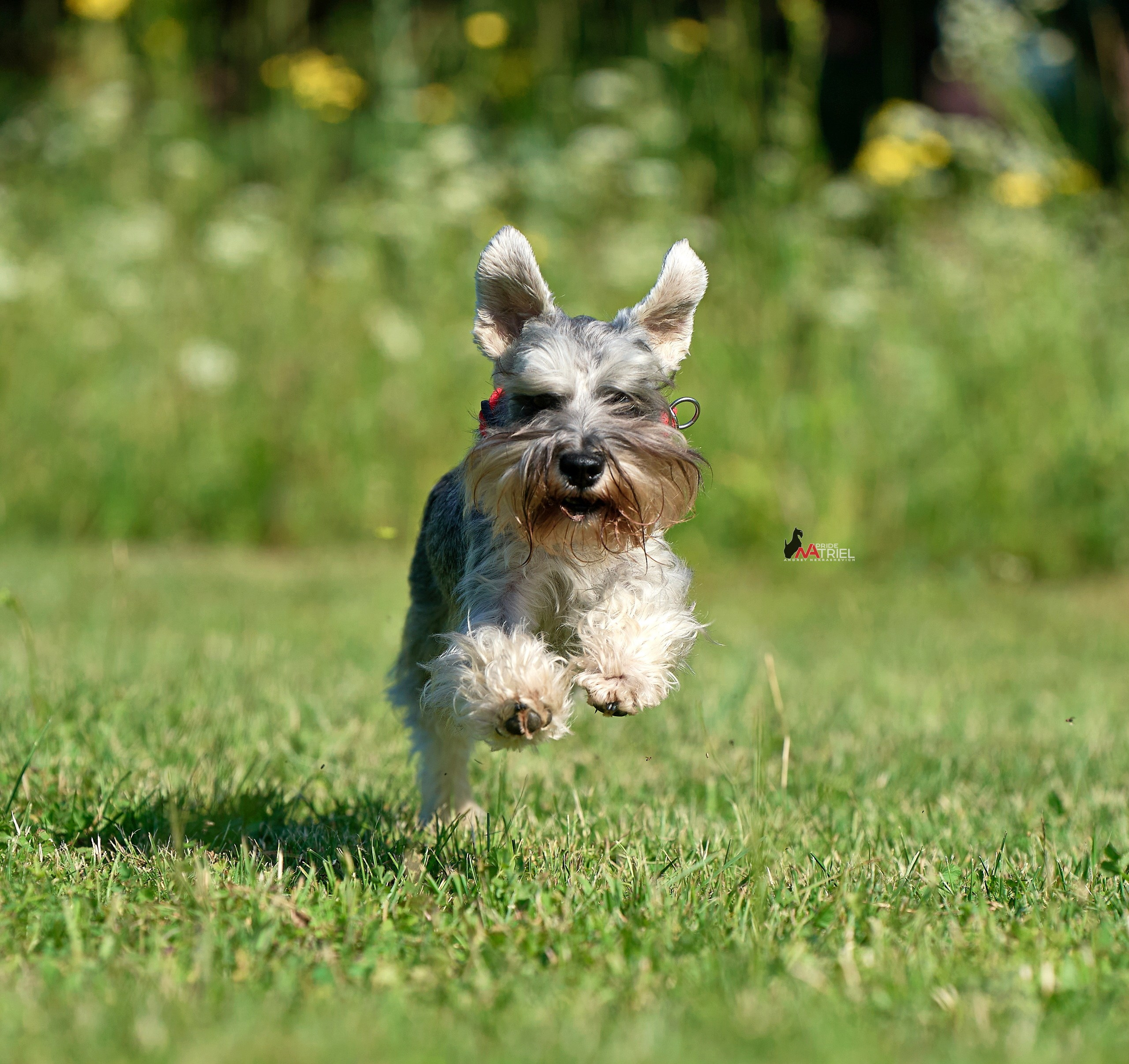 Прогулка в движении — галерея NATRIEL