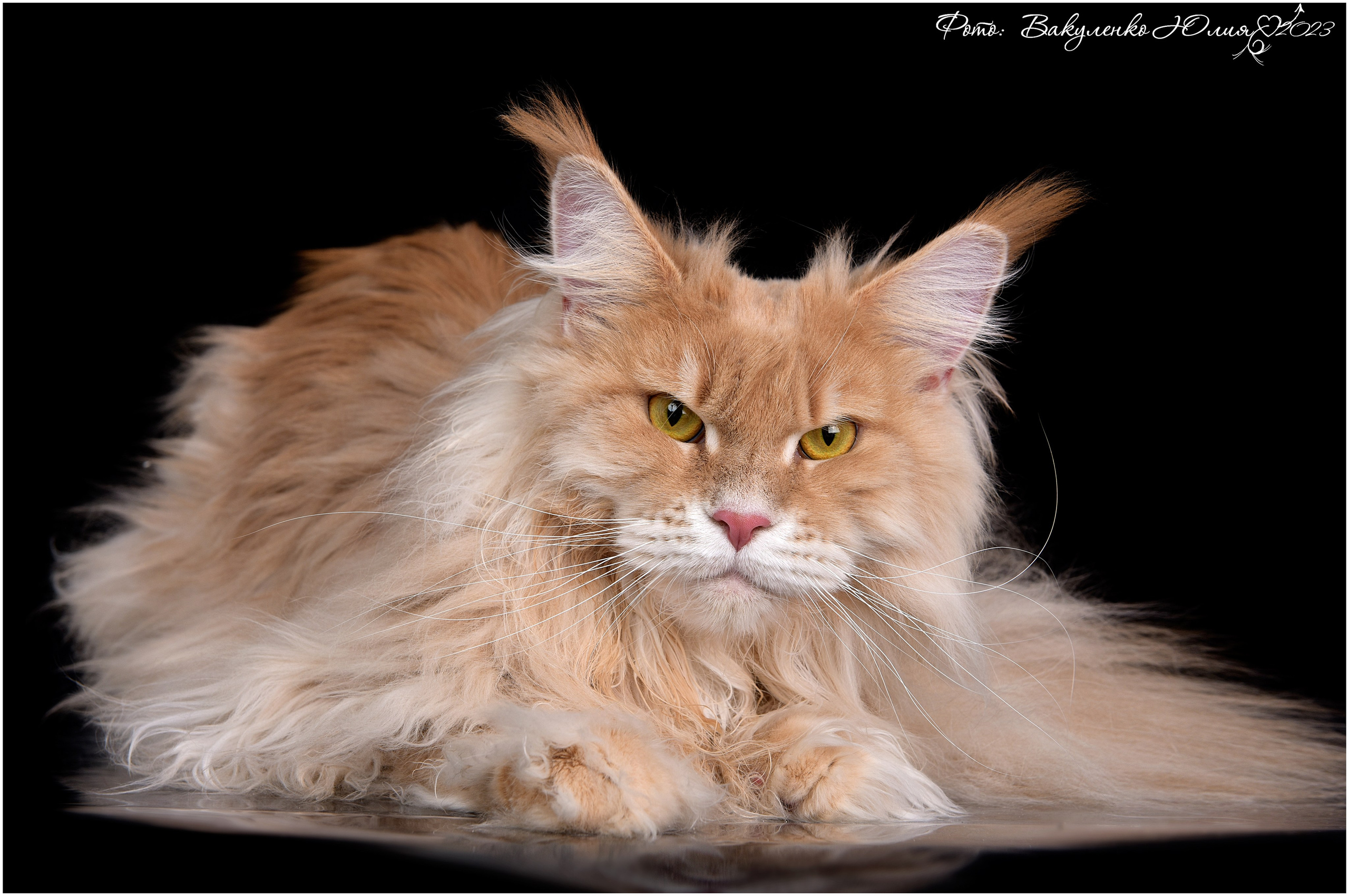 Взрослые. Фотограф анималист | семейный Юлия Вакуленко, г. Краснодар