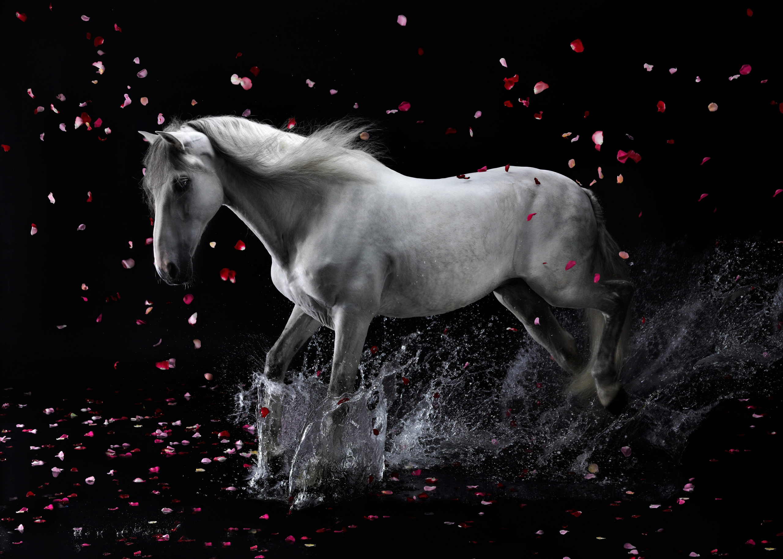 Лошади в студии. Лана Петрова, фотограф